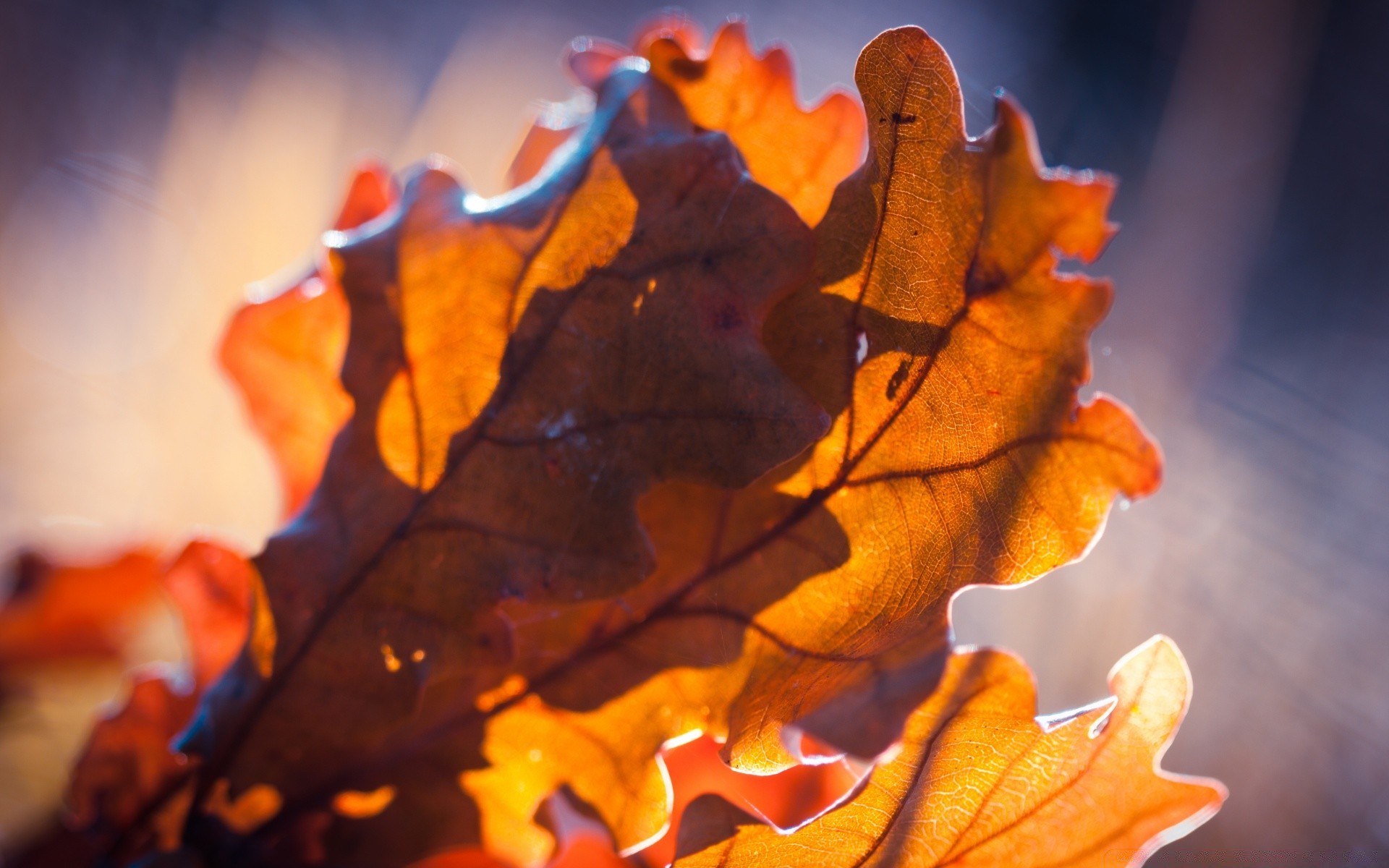 automne automne feuille érable bois bois lumière nature couleur flore à l extérieur chêne or