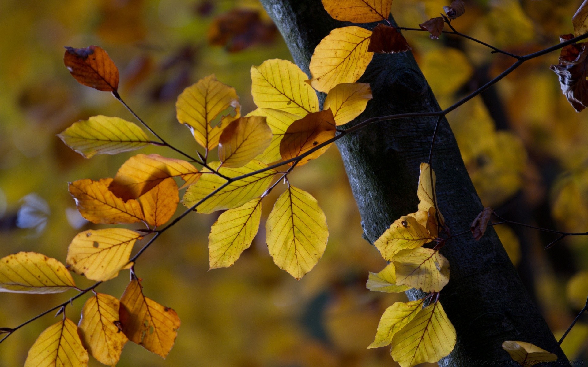 autumn leaf fall nature tree flora season maple branch outdoors park color bright light wood fair weather