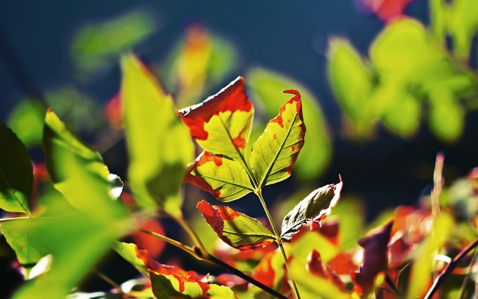 herbst blatt natur flora wachstum hell sommer baum garten im freien farbe üppig gutes wetter tropisch jahreszeit zweig