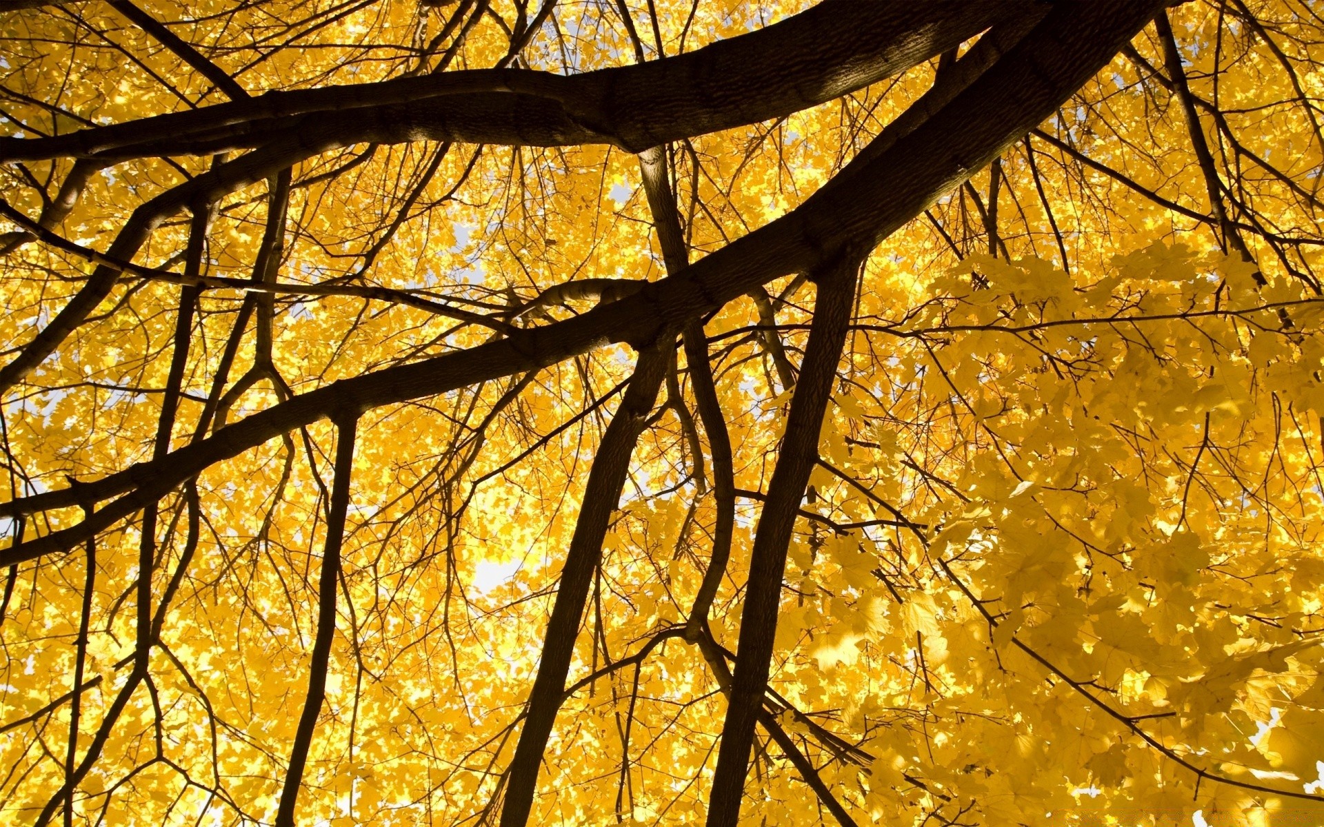 autumn fall gold tree wood leaf season desktop branch nature park landscape bright maple color fair weather sun