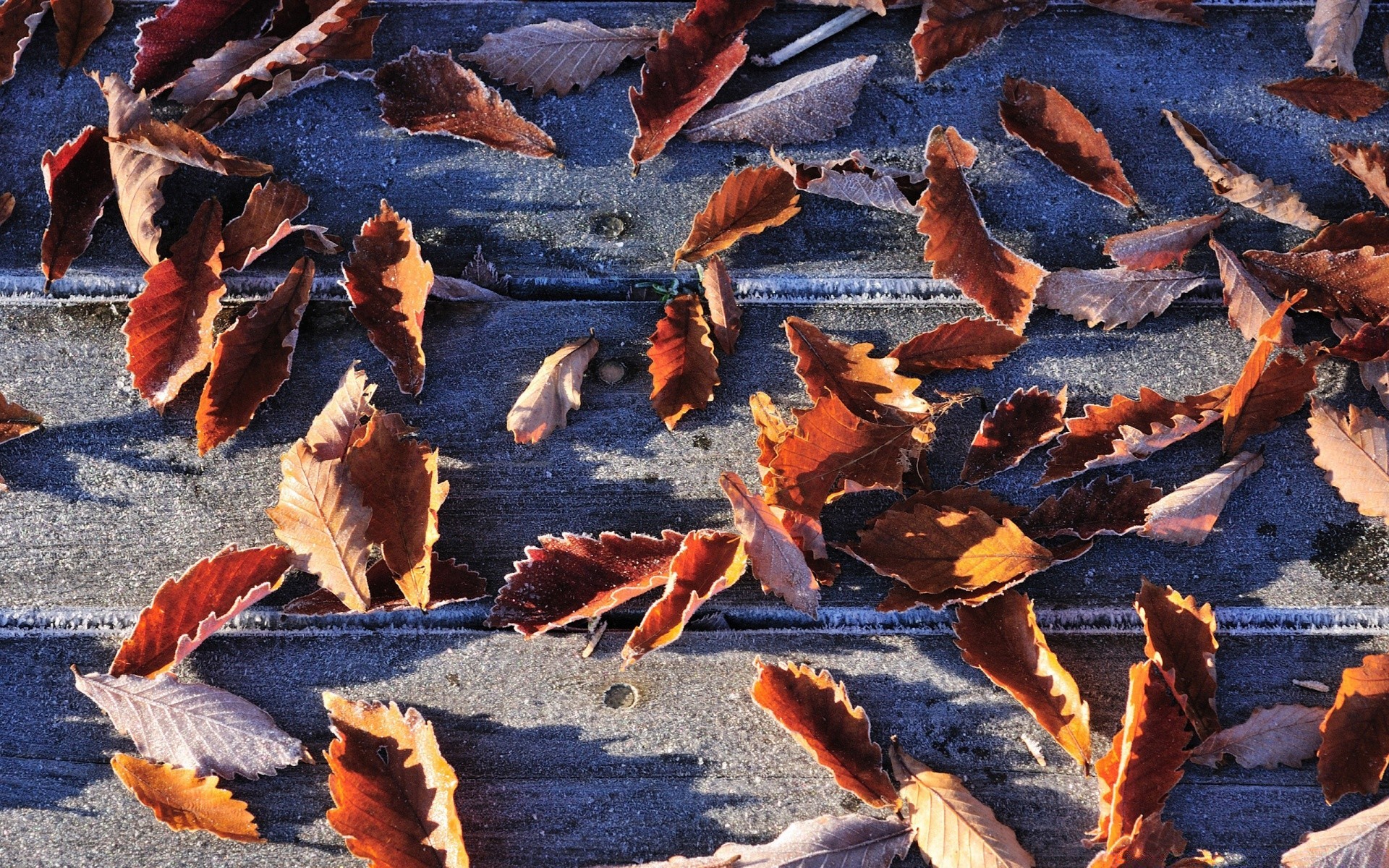 autunno autunno fiamma natura all aperto secco maple leaf colore