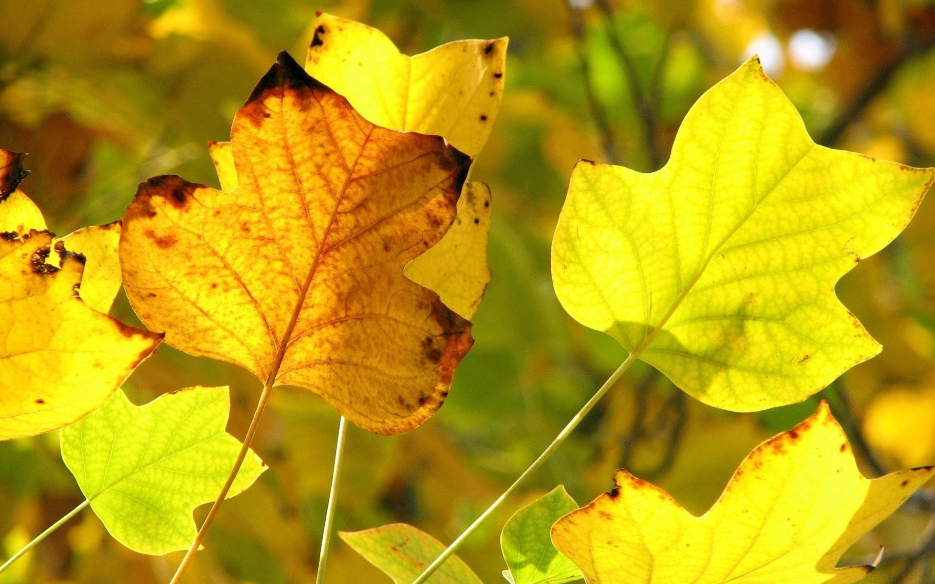 herbst blatt herbst natur ahorn flora saison hell holz farbe im freien hell wachstum gutes wetter filiale schließen veränderung gold holz desktop