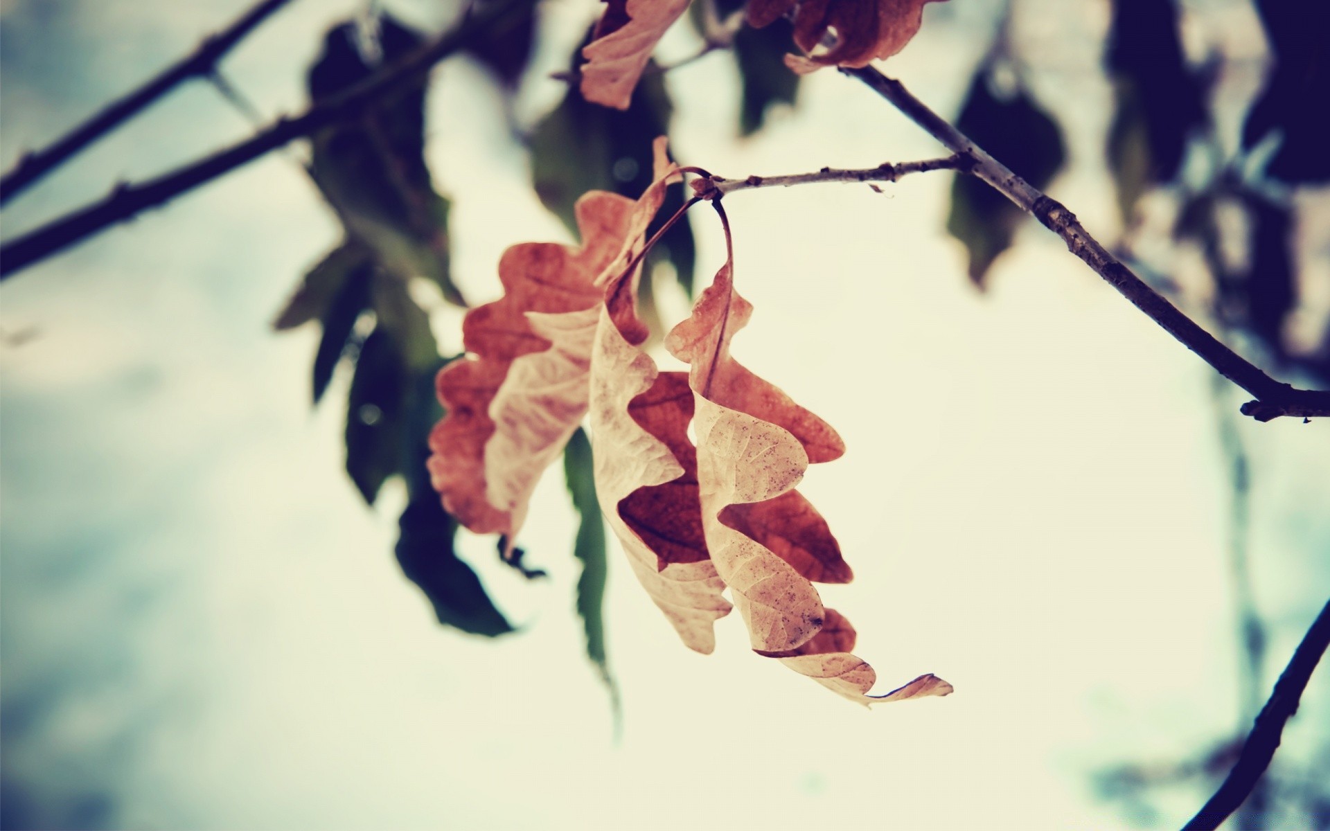 autumn leaf tree fall branch blur nature light flower flora color outdoors backlit desktop abstract winter