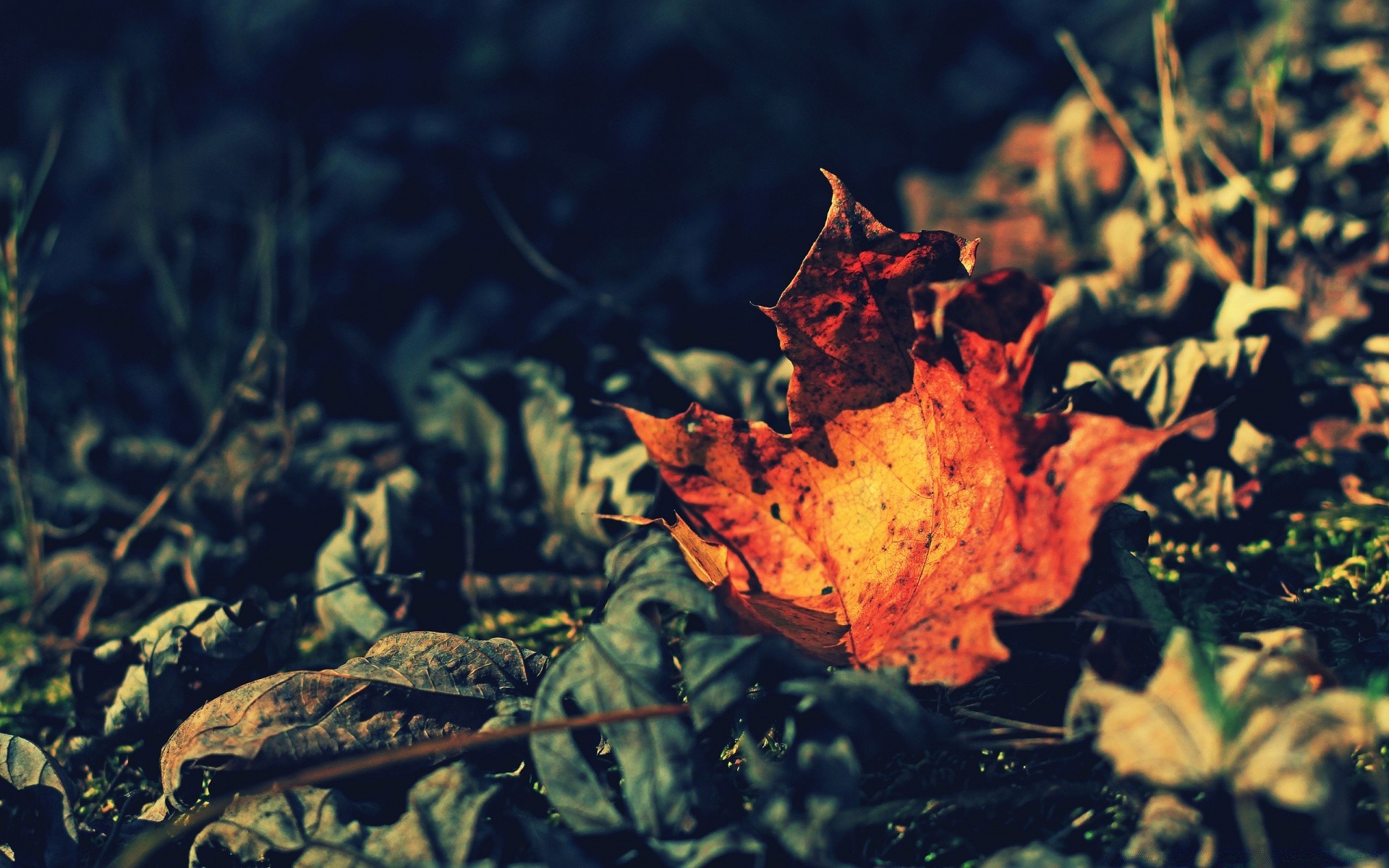 autumn nature underwater outdoors water color