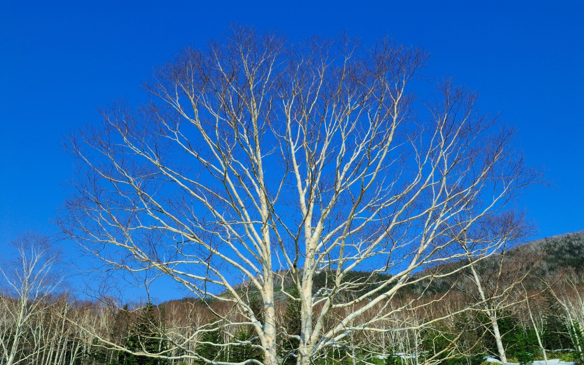 herbst baum natur landschaft himmel holz zweig im freien herbst saison flora blatt winter wetter gutes wetter szene des ländlichen des ländlichen raums