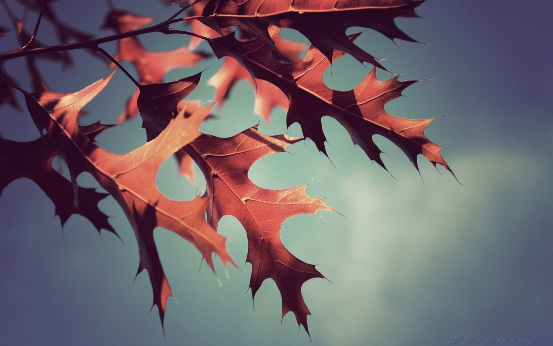 automne bureau feuille belle arbre couleur nature