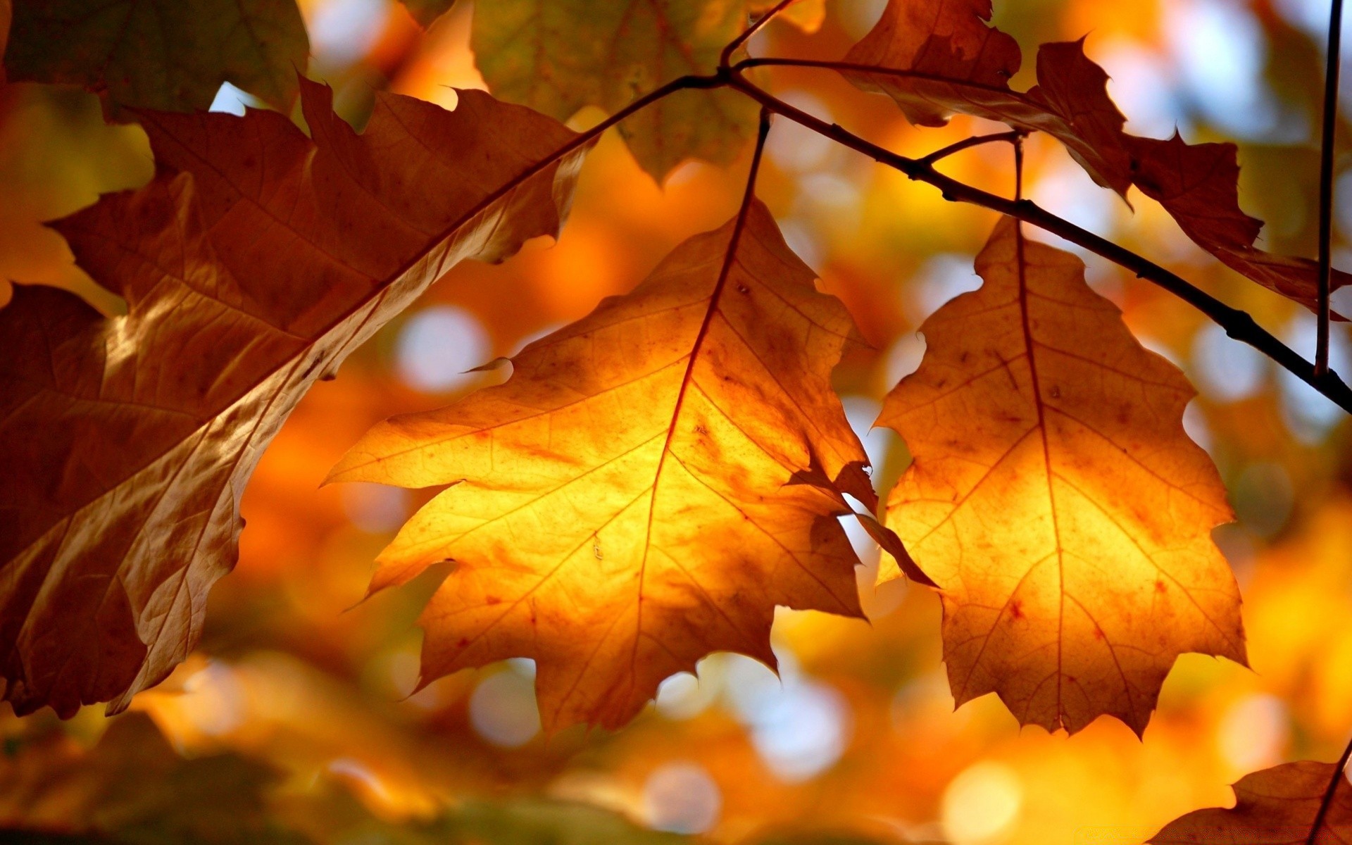 autumn fall leaf maple tree season gold color bright flora nature wood vibrant branch oak lush light warmly desktop texture