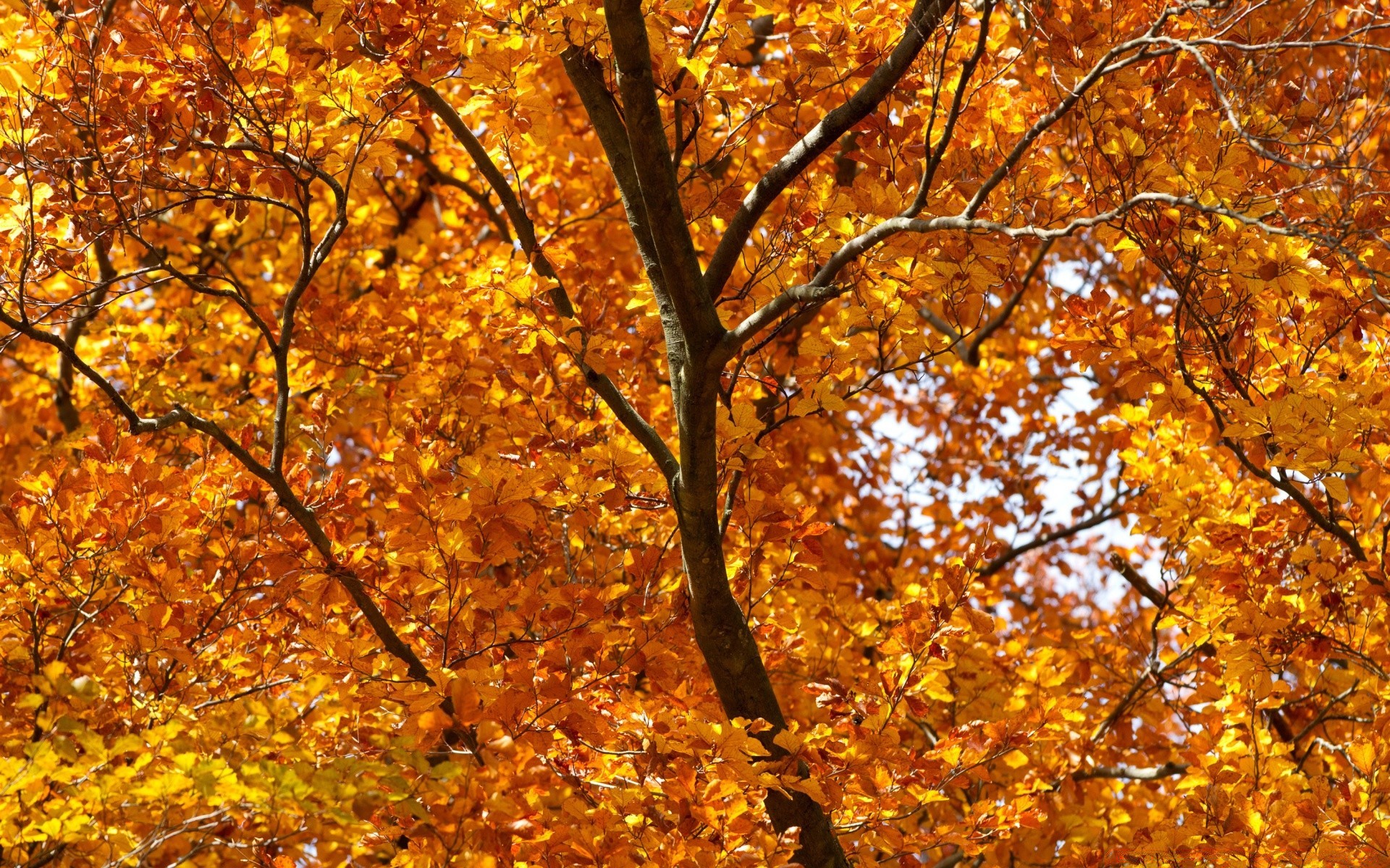 otoño otoño hoja arce temporada árbol oro madera rama naturaleza cambio parque brillante paisaje buen tiempo medio ambiente color sol