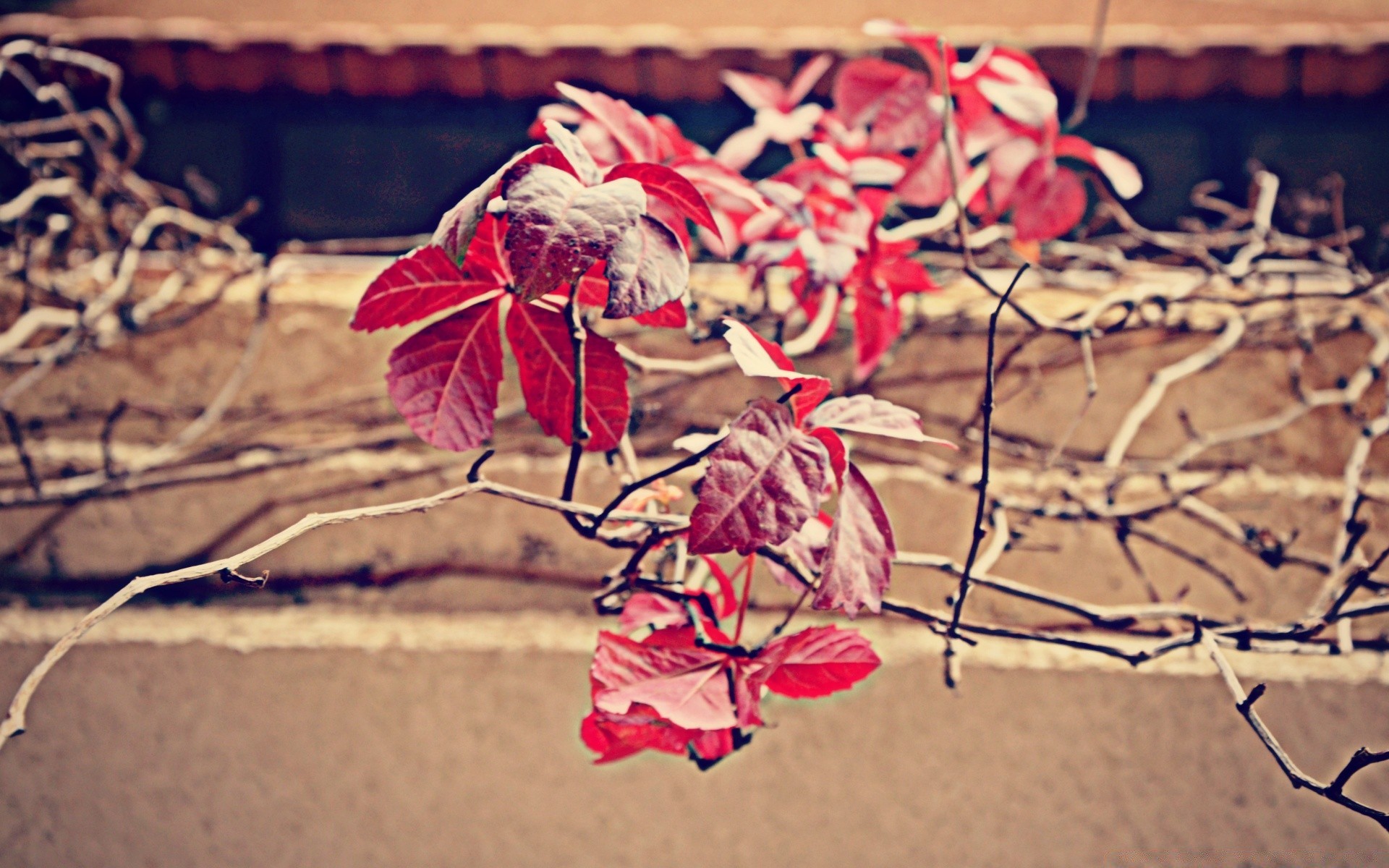 herbst desktop natur farbe dekoration