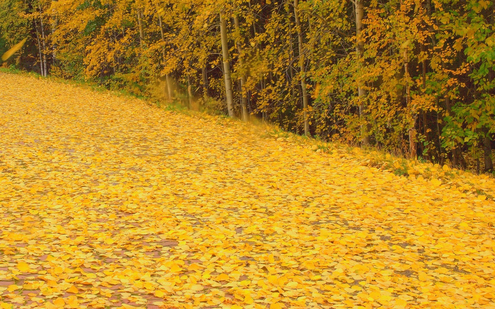 otoño otoño árbol madera hoja paisaje naturaleza temporada parque al aire libre escénico oro medio ambiente color luz del día flora escritorio