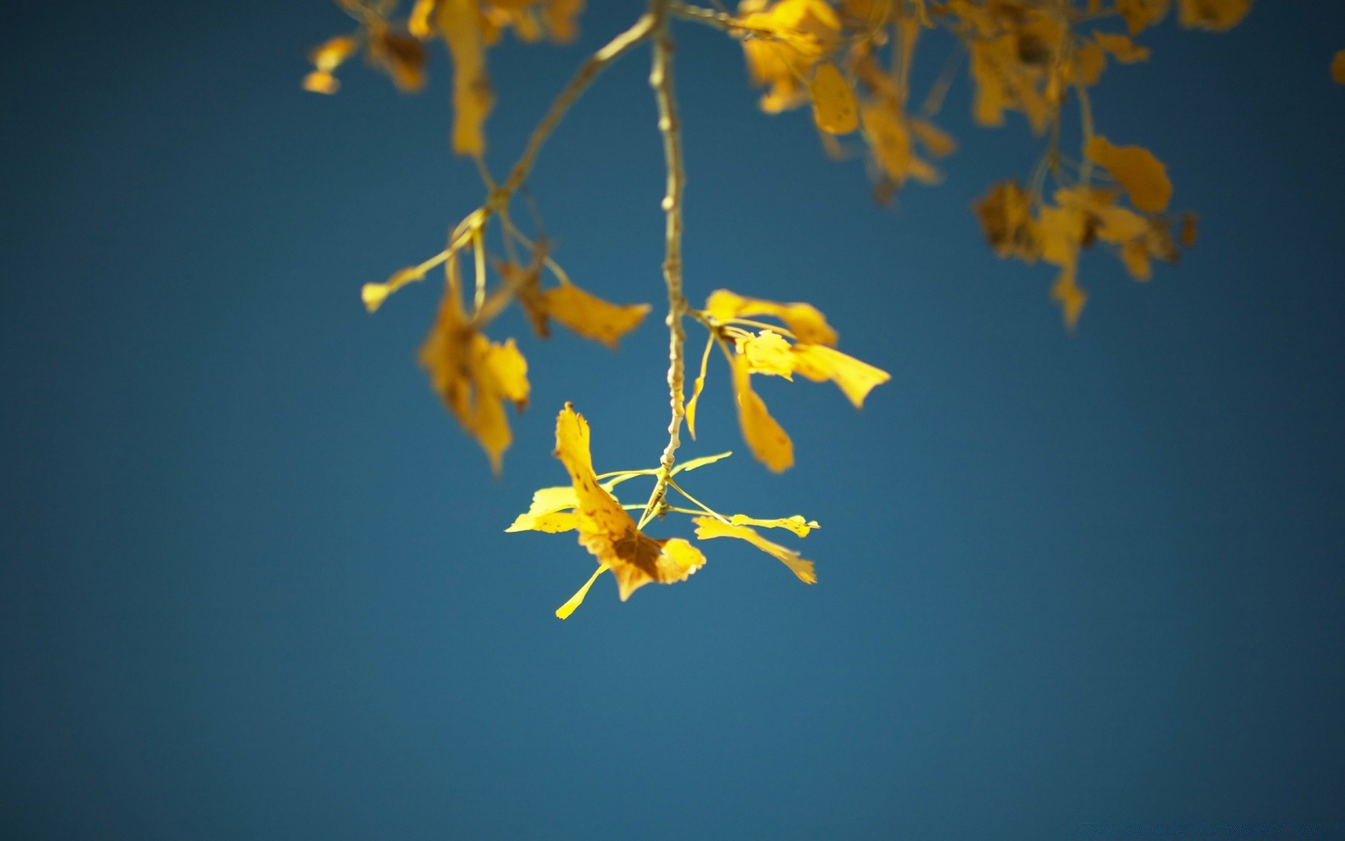 autumn flower tree flora leaf nature blur outdoors branch color desktop