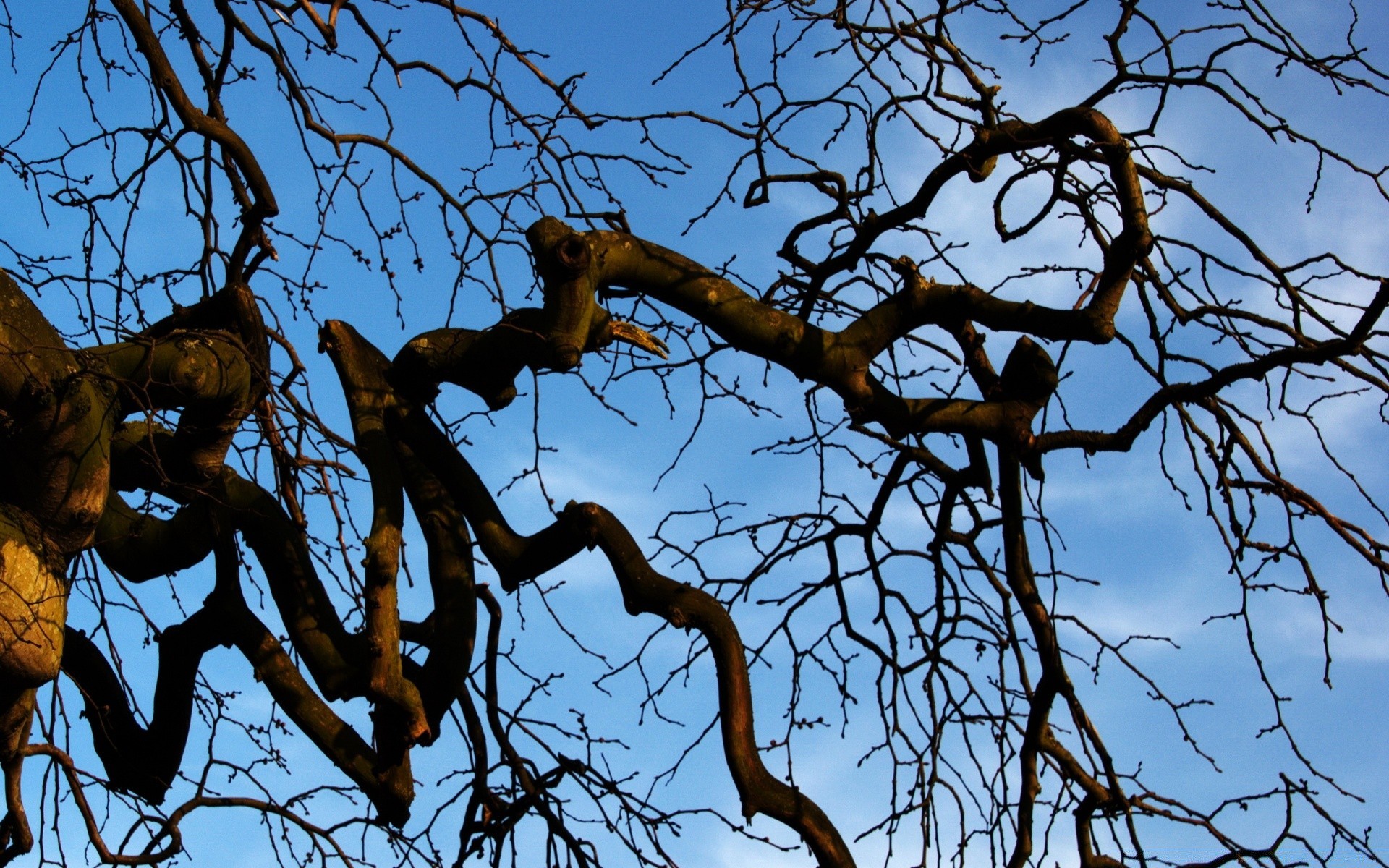 otoño árbol madera naturaleza mamífero rama