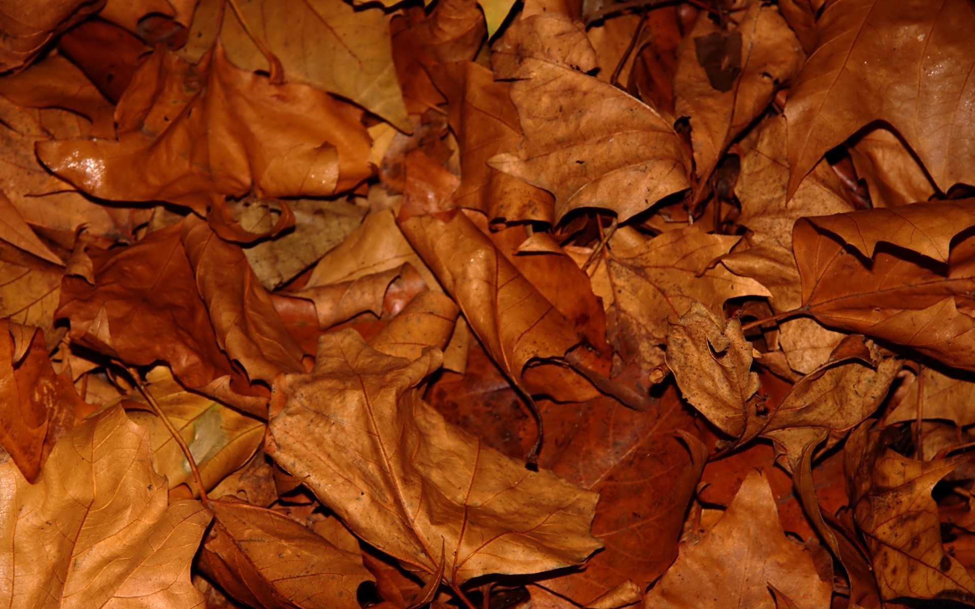 otoño otoño hoja textura patrón madera hoja escritorio marco de fotos arce desgaste