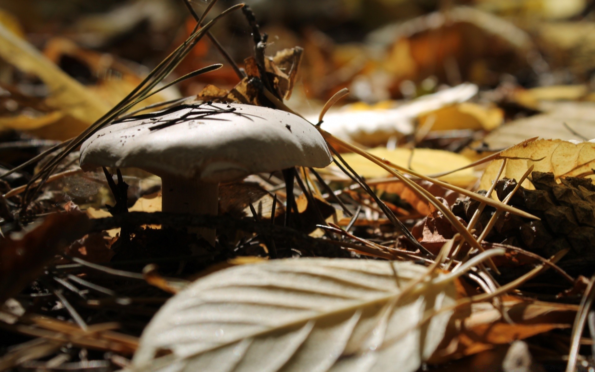 autumn fall nature wood outdoors flame food leaf season