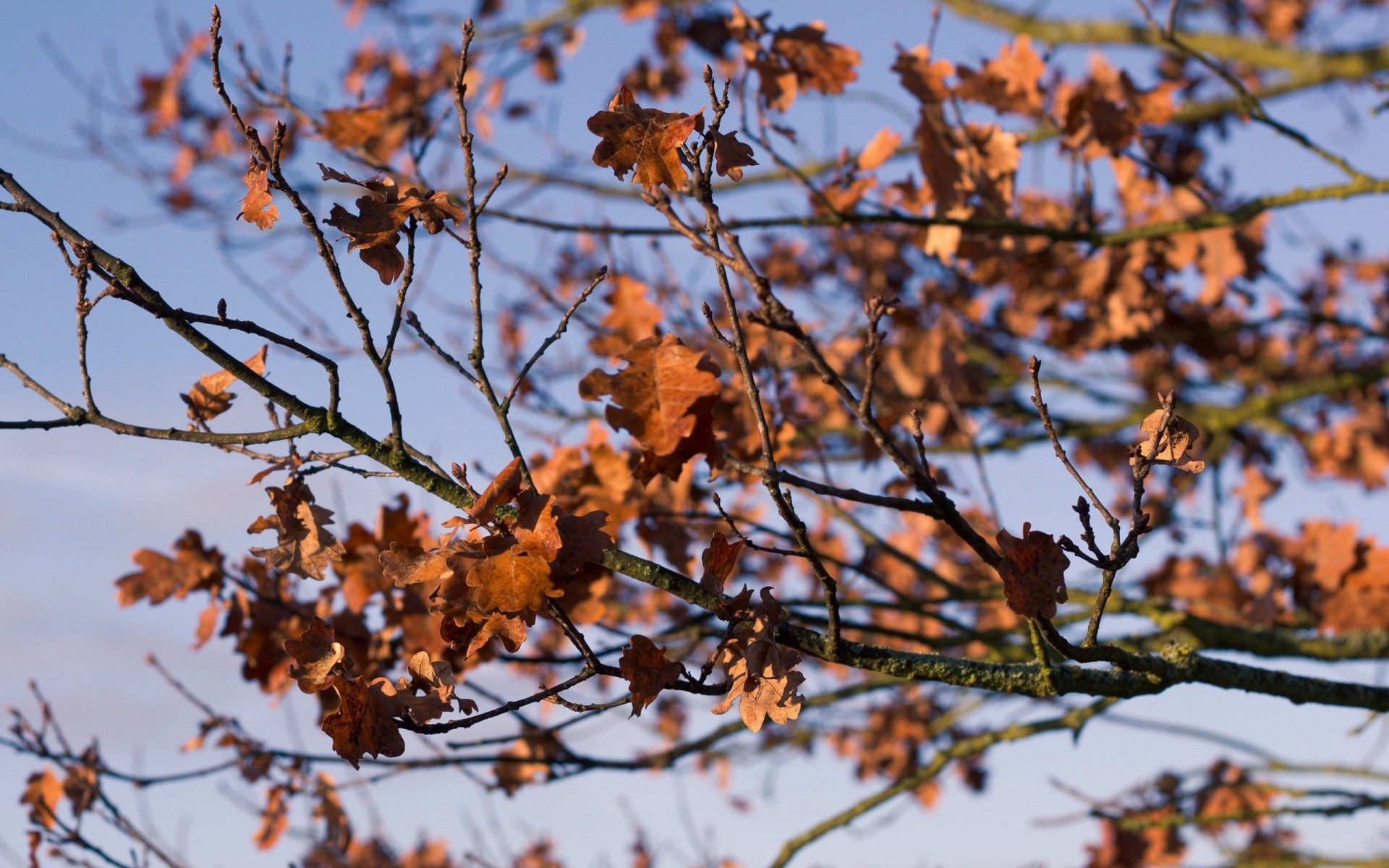 autumn tree season branch leaf fall nature outdoors flora park color fair weather bright close-up