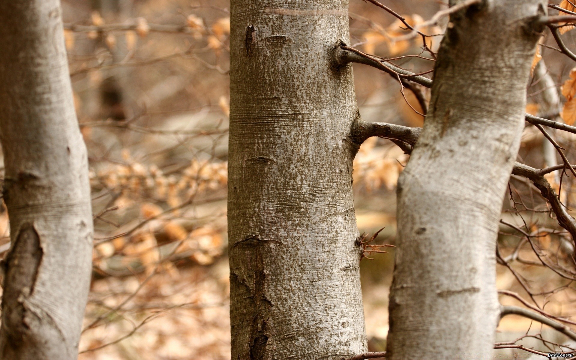 autumn tree wood nature bark leaf trunk fall outdoors park season environment desktop flora branch color close-up