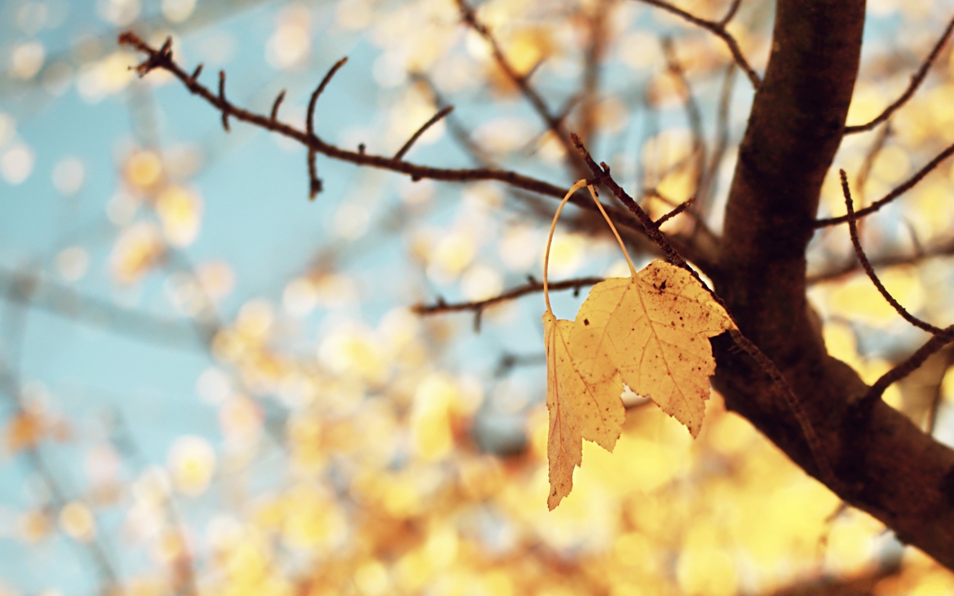 herbst holz blatt herbst natur im freien saison filiale flora schließen holz gutes wetter farbe garten hell umwelt desktop