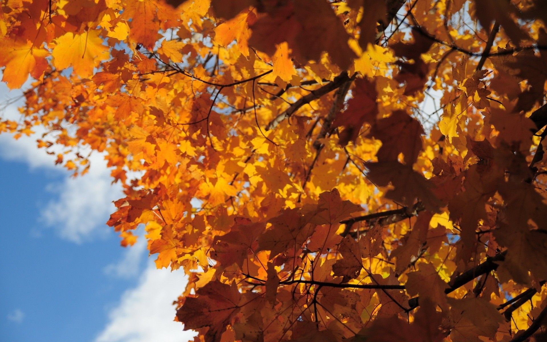 autunno autunno foglia albero di acero stagione ramo oro natura all aperto cambiamento di colore brillante parco bel tempo di legno flora