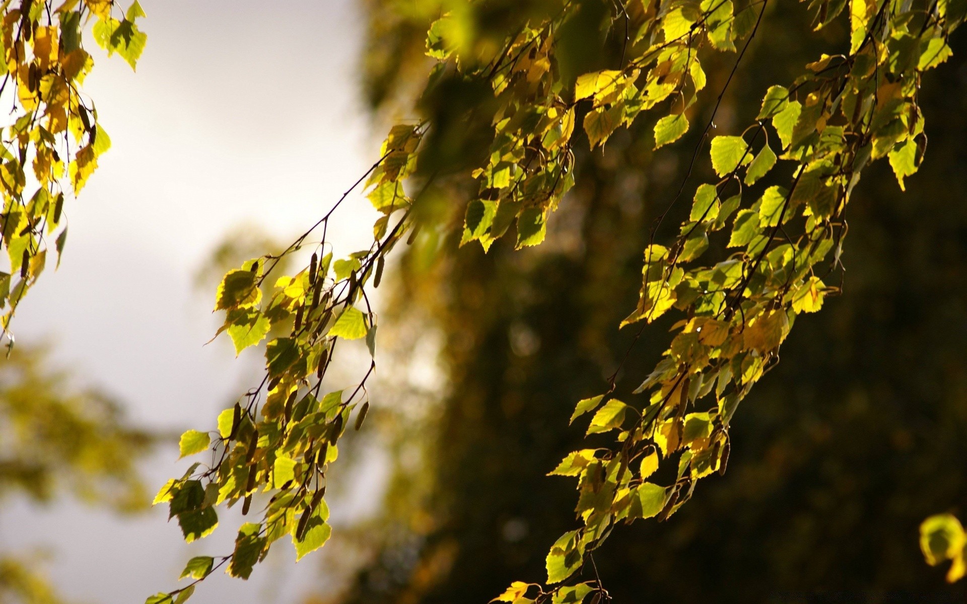 autumn leaf fall nature tree outdoors branch wood growth fair weather flora bright sun season vine blur color summer light desktop