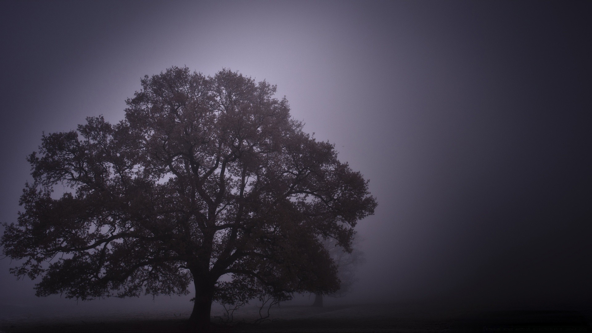 automne arbre brouillard paysage silhouette brouillard aube nature unique rétro-éclairé soleil bois ciel coucher de soleil