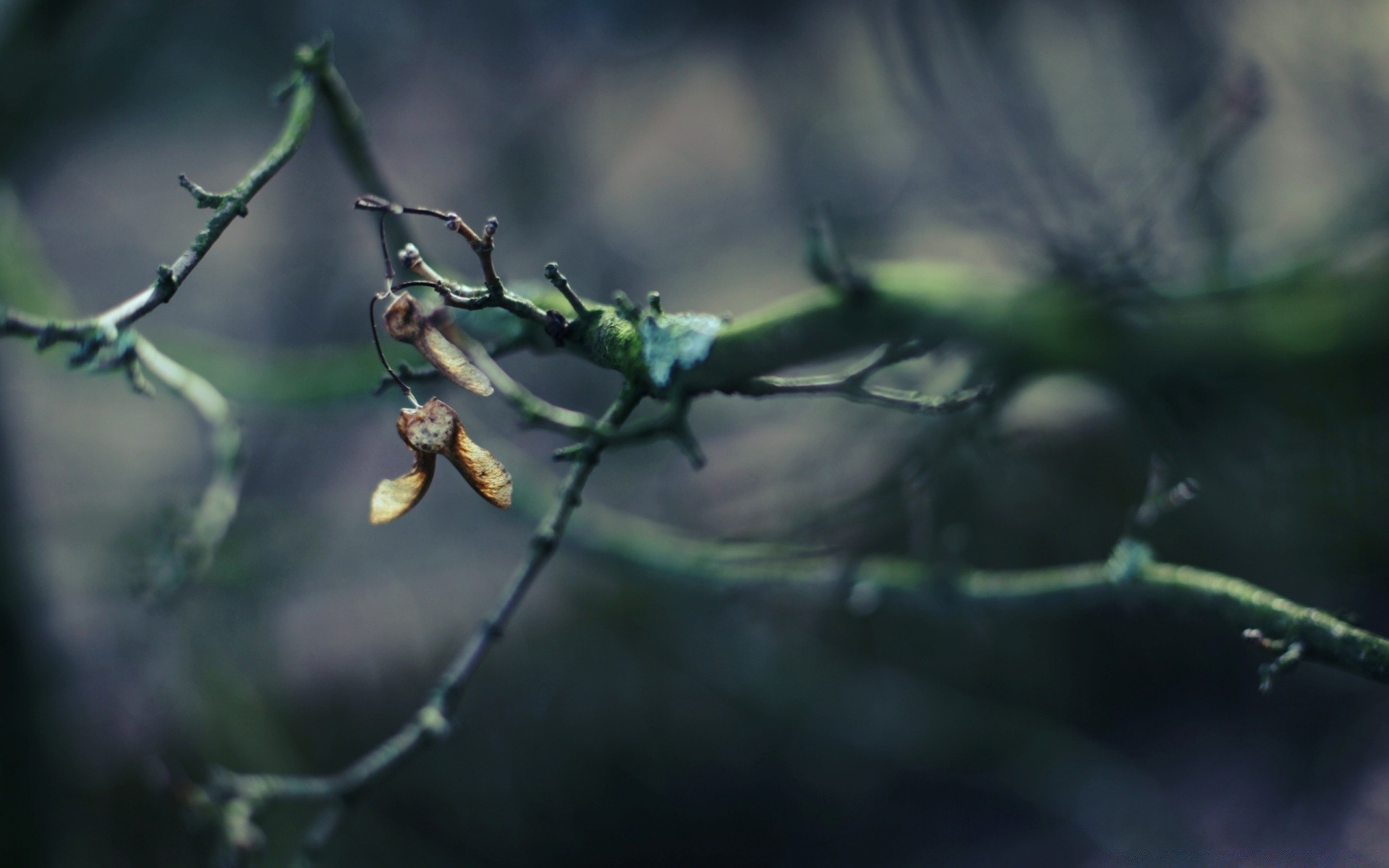 autumn invertebrate insect leaf outdoors nature wildlife blur spider tree flower