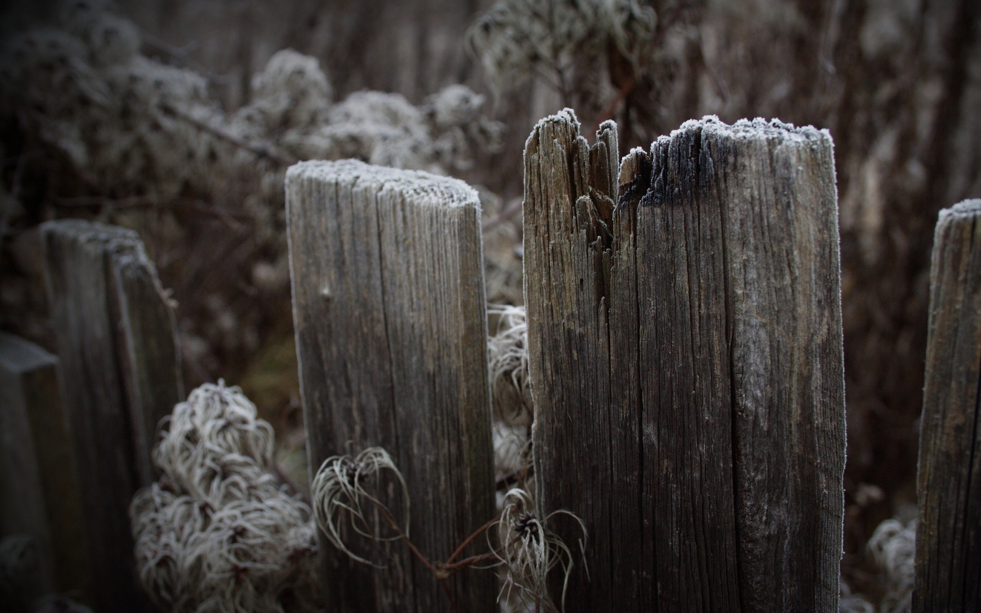 autumn wood fence nature outdoors wooden old winter rustic tree desktop