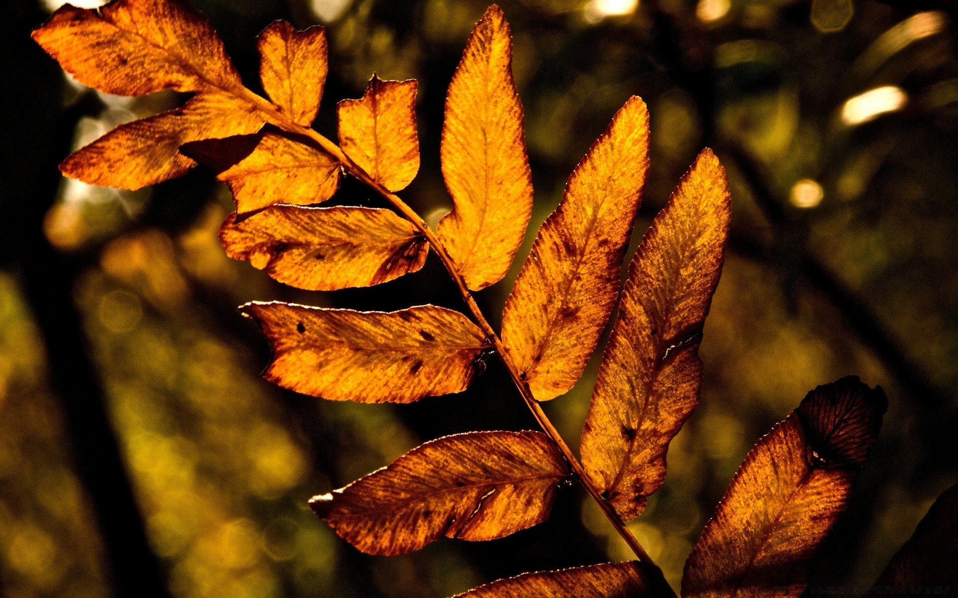 herbst blatt herbst flora natur licht holz im freien unschärfe farbe holz wachstum park saison textur umwelt garten