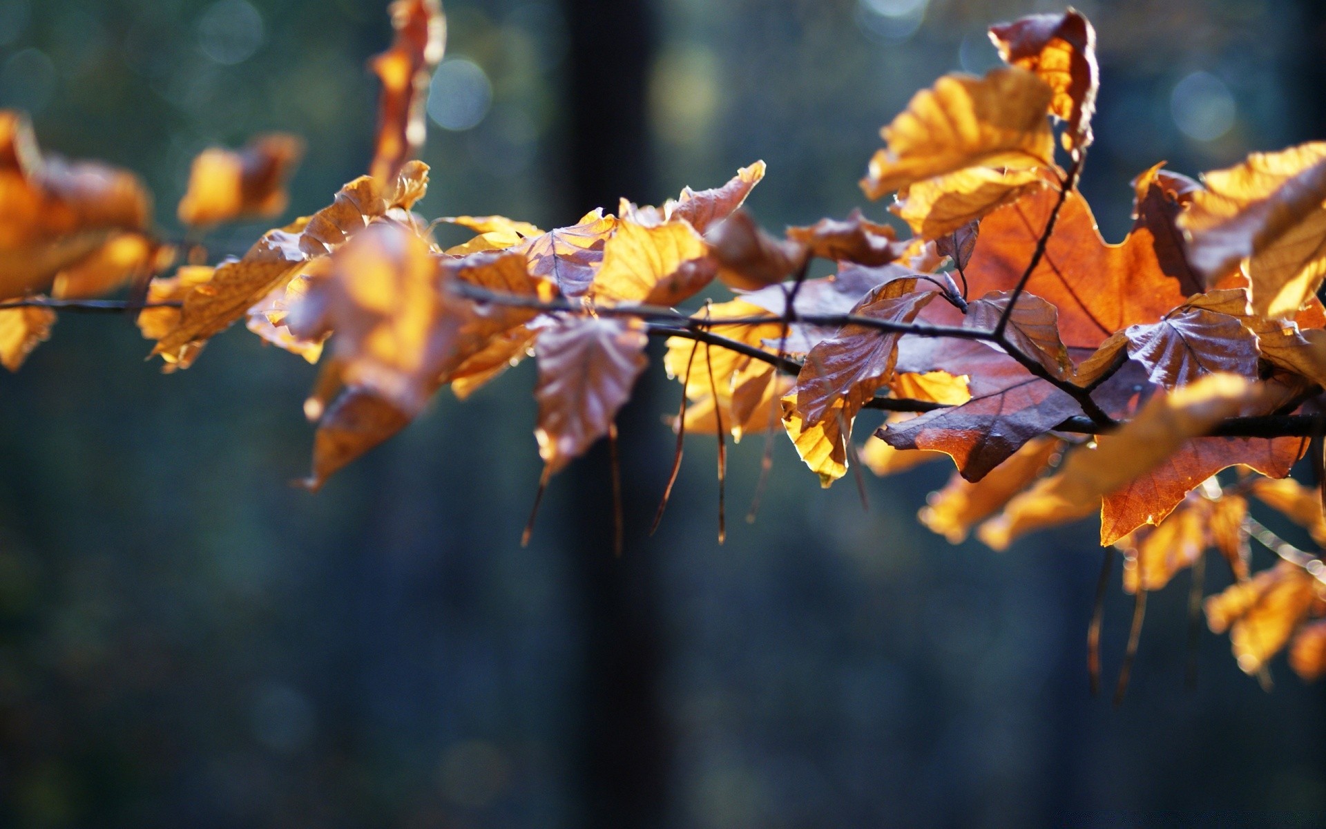 autumn fall leaf outdoors tree nature flora branch maple season flower gold blur light park garden color daylight