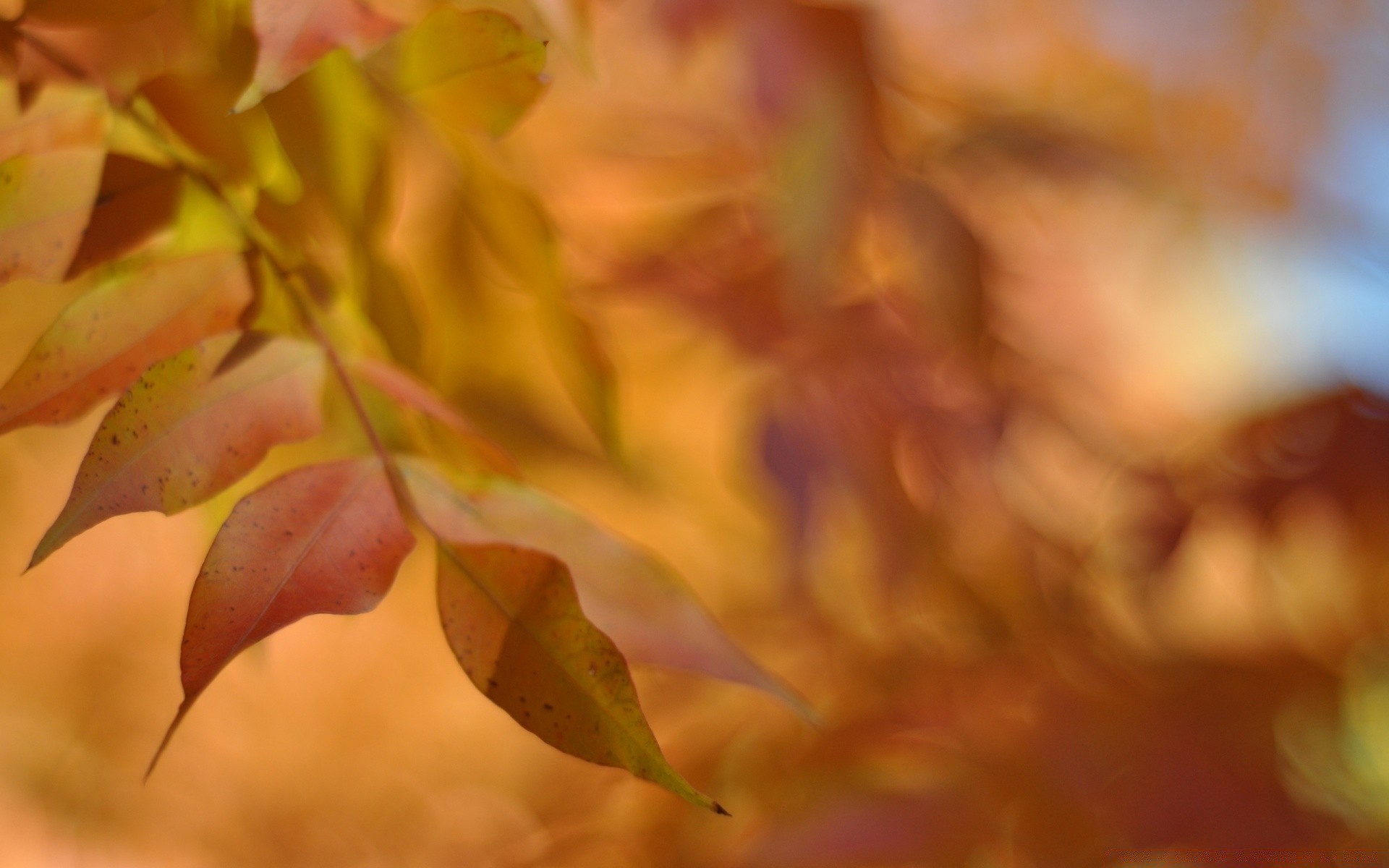 Листья кленовые листья размытие без смс
