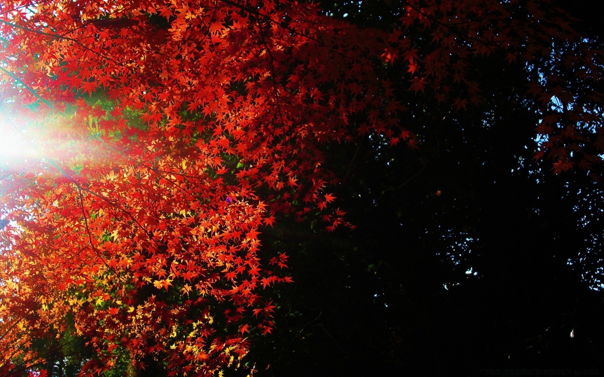 automne feuille lumineux automne bureau arbre