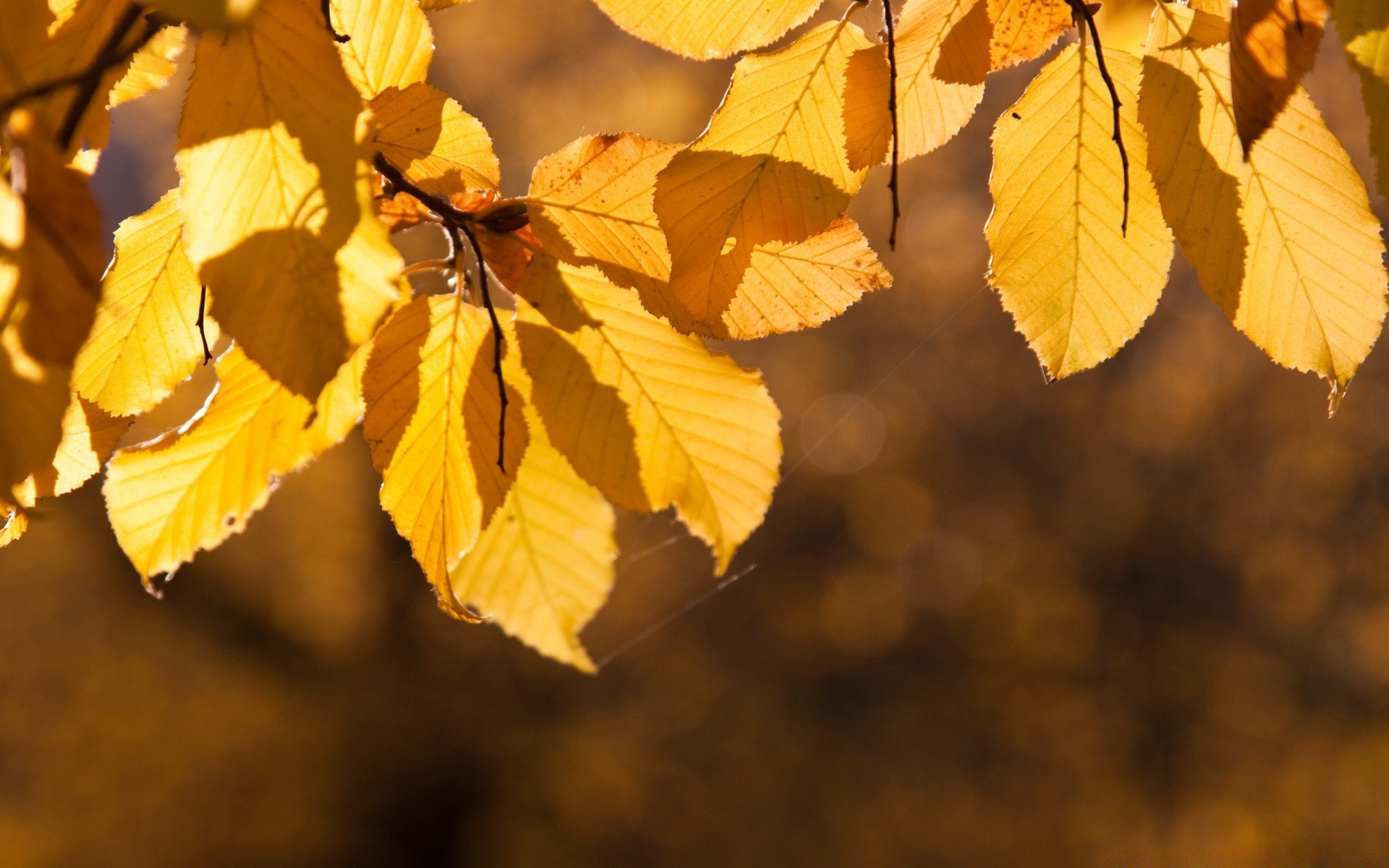 automne feuille automne nature saison arbre flore lumineux érable à l extérieur croissance branche changement bois couleur beau temps parc soleil lumière gros plan