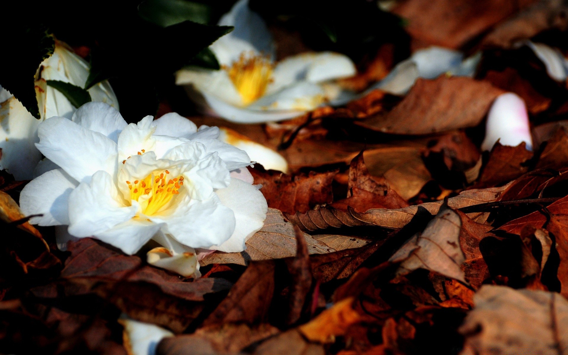 outono folha madeira natureza flor