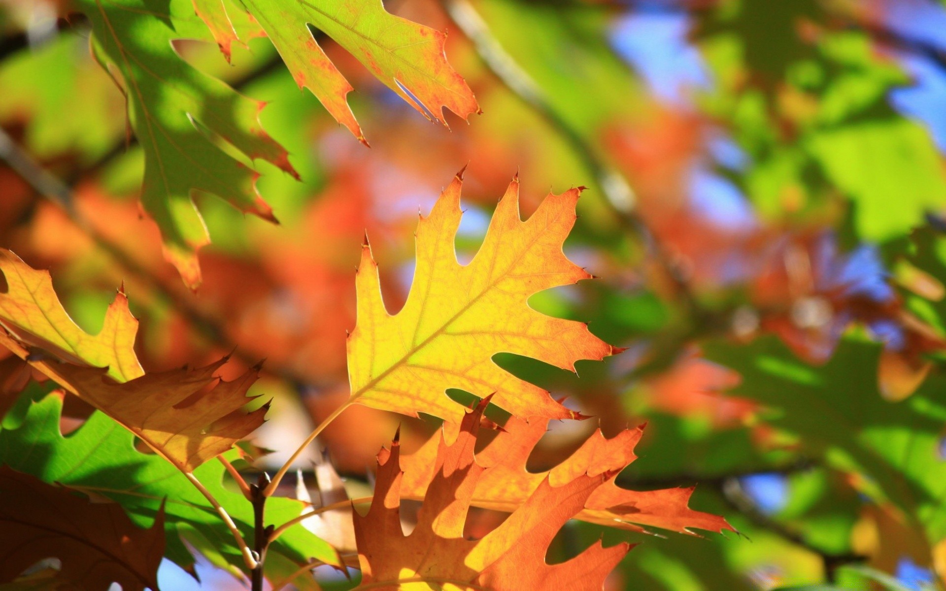 autumn leaf fall flora nature tree season bright color maple branch environment lush vibrant growth garden desktop park close-up wood