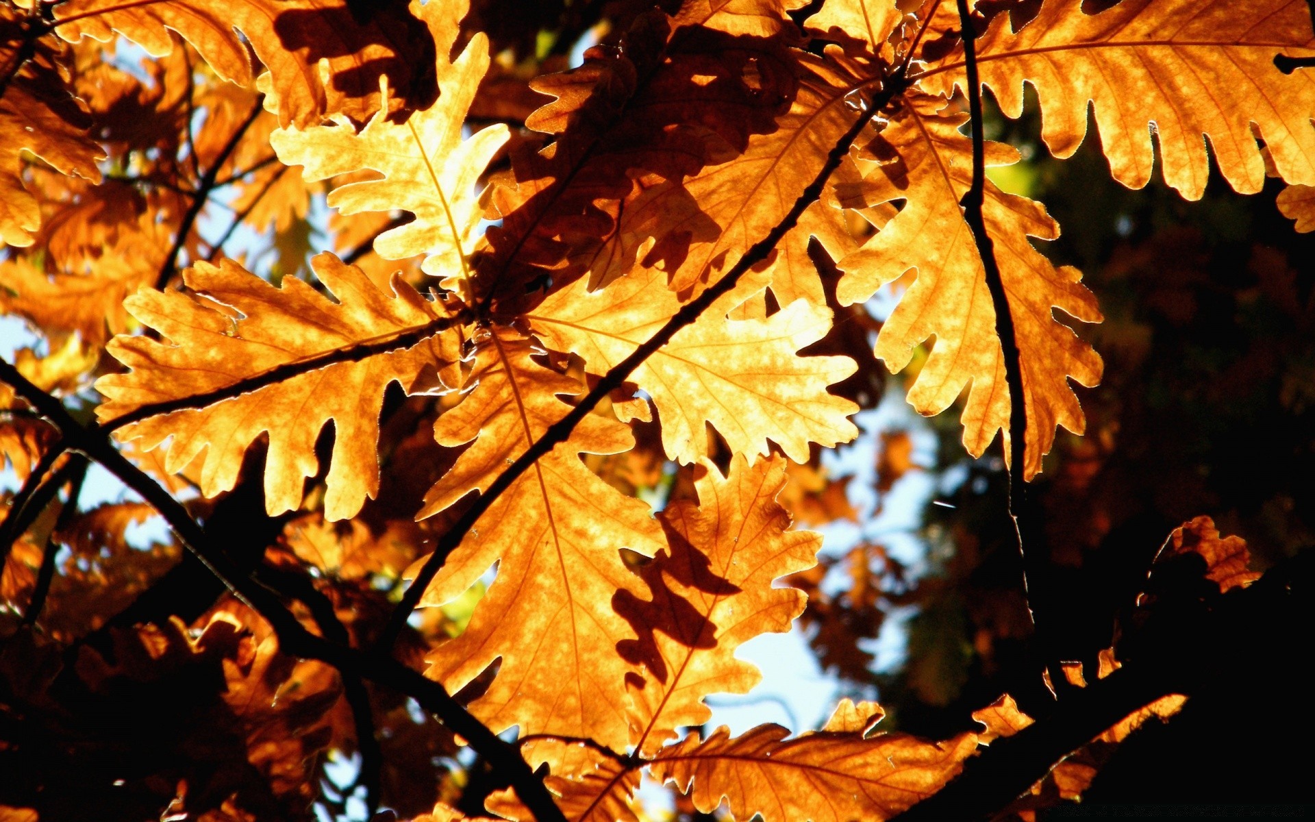 sonbahar yaprak sonbahar flora sezon akçaağaç doğa ağaç parlak açık havada altın şube renk park çevre büyüme ışık parlak değişim güzel hava