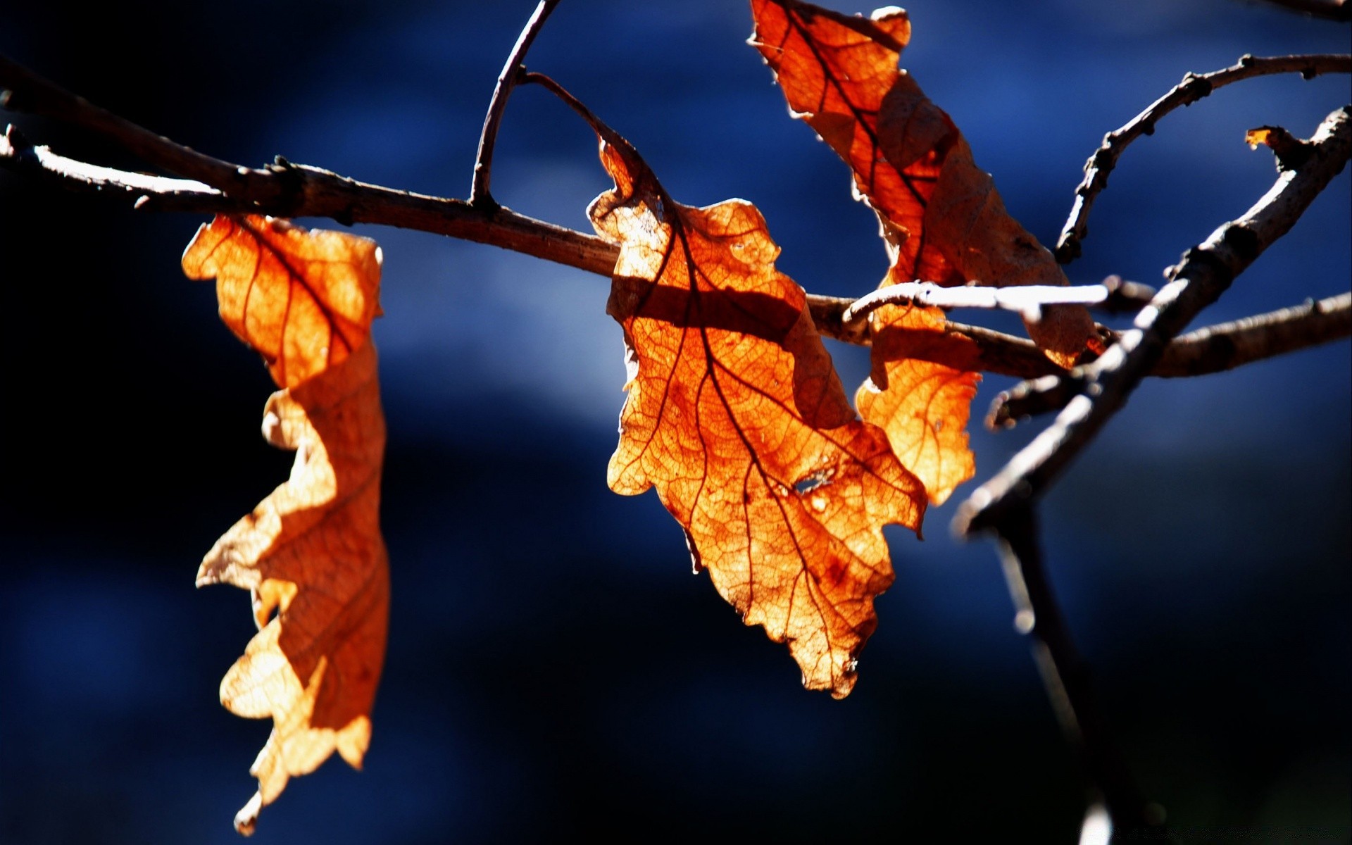 autumn leaf branch fall tree nature outdoors flora season light maple winter bright