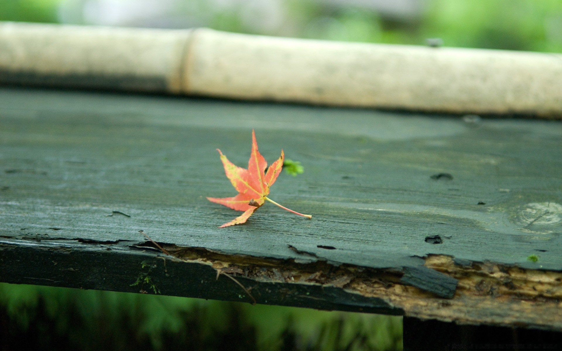 autunno legno foglia natura all aperto autunno albero acqua parco