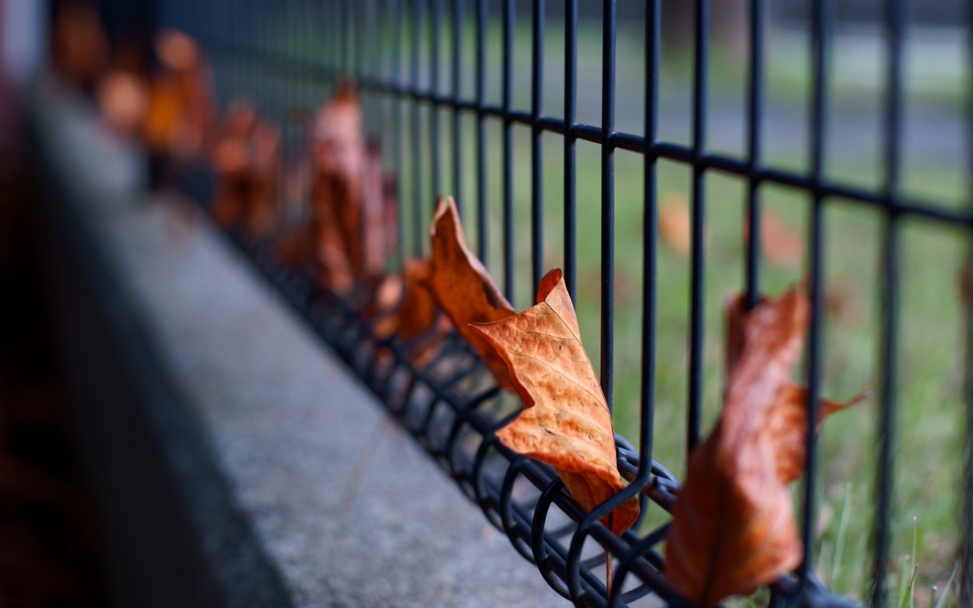 autumn outdoors one fence flame city street