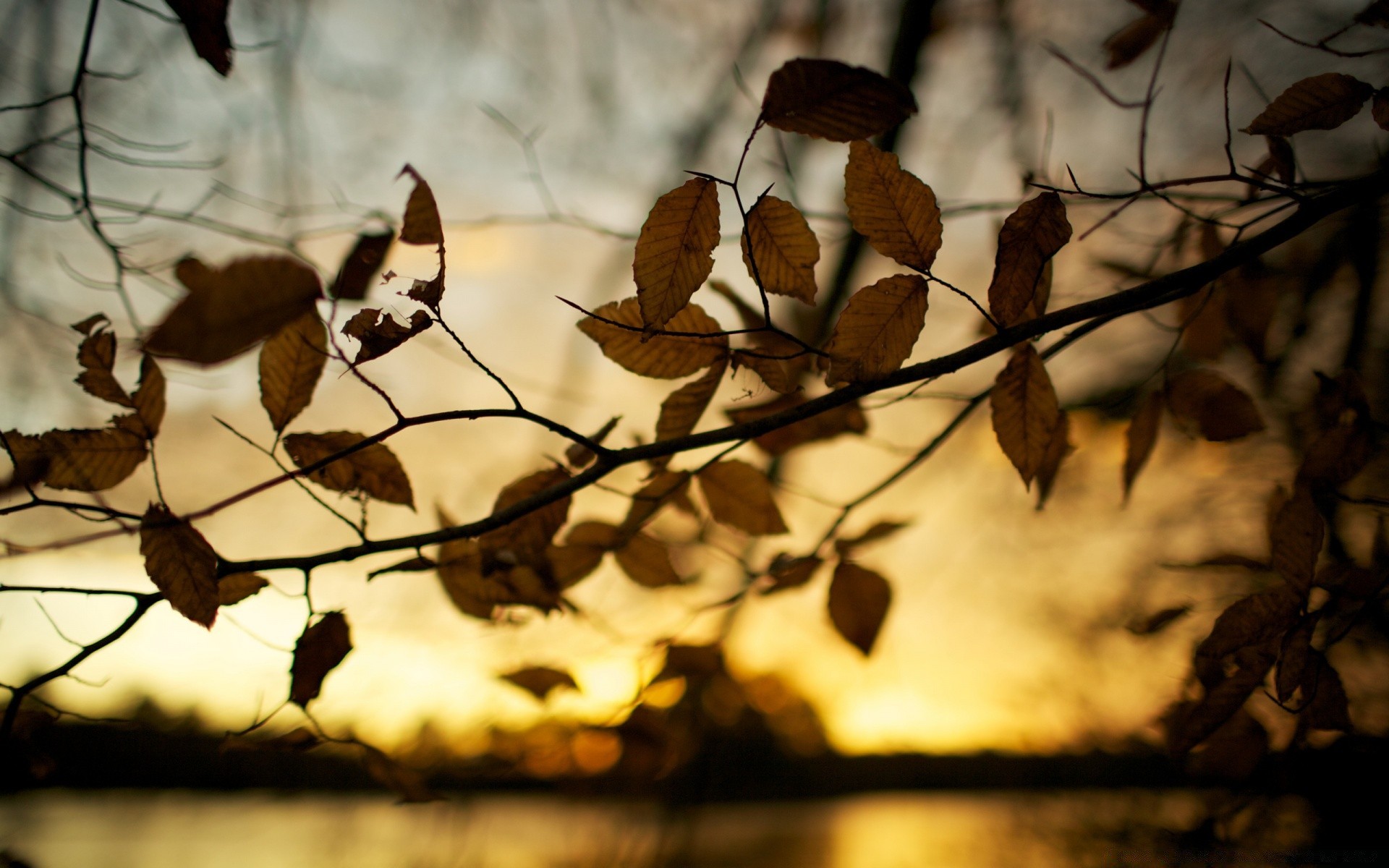 otoño otoño árbol luz invierno al aire libre naturaleza cerca pájaro rama hoja desenfoque madera