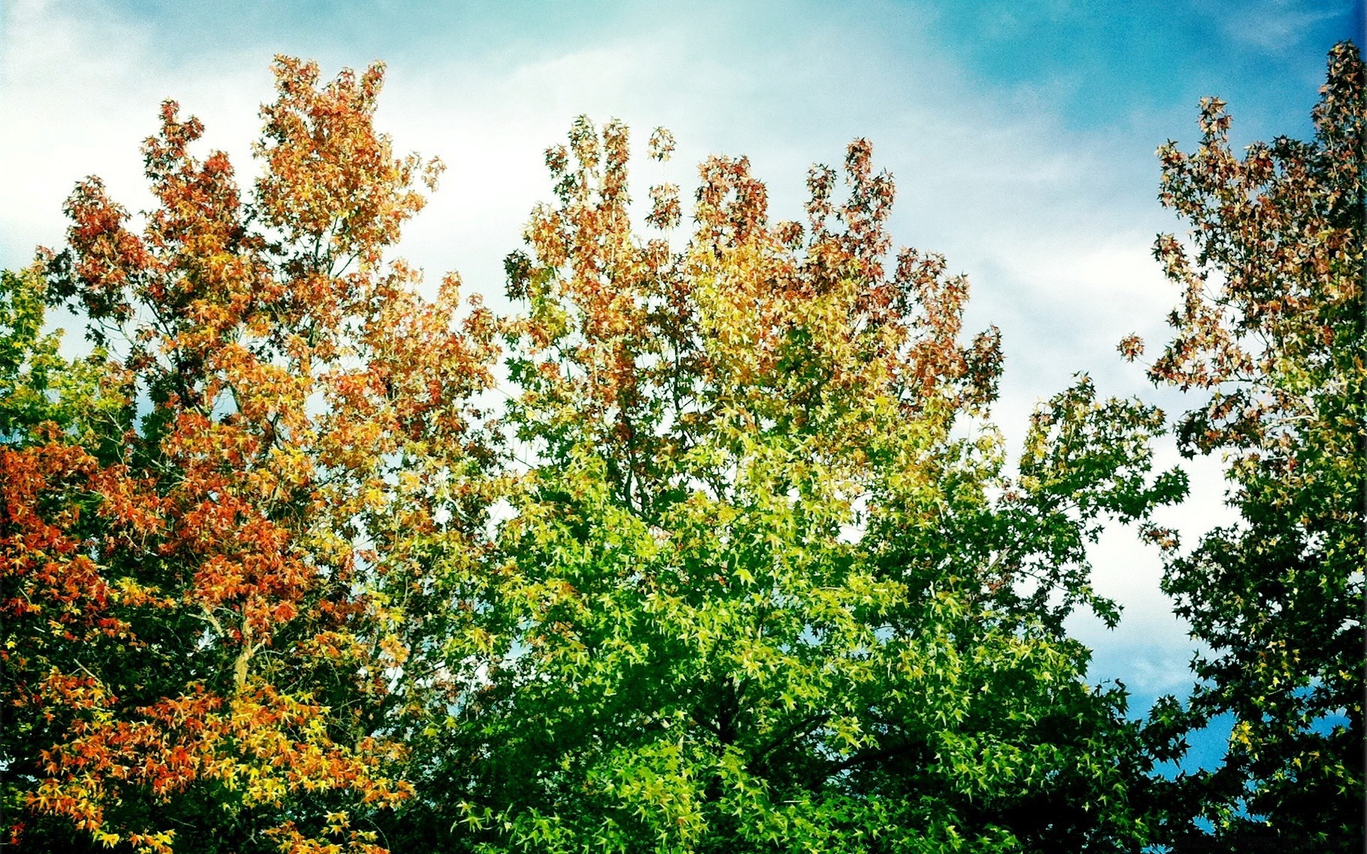 herbst baum natur blatt saison flora filiale landschaft im freien sommer holz park gutes wetter hell sonnig umwelt