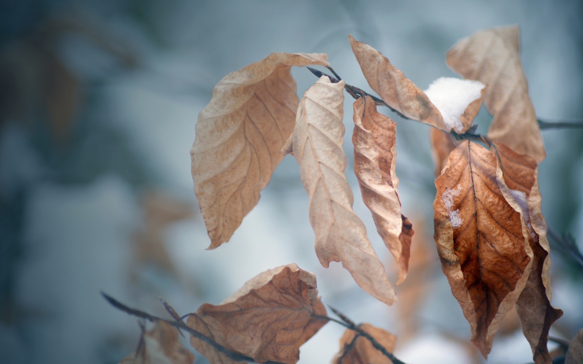 sonbahar yaprak sonbahar ağaç doğa flora ahşap açık havada ışık natürmort kuru akçaağaç sezon bulanıklık şube renk