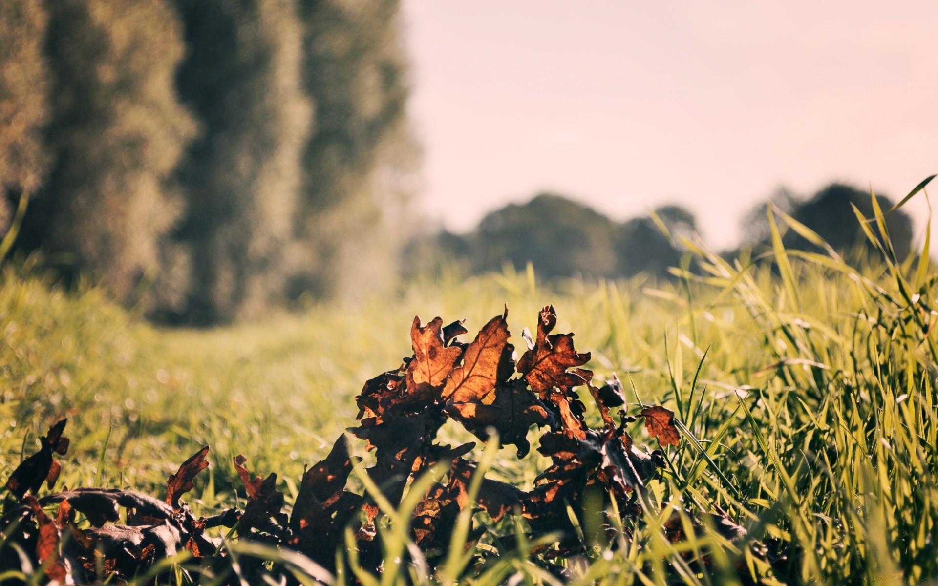 herbst feld natur im freien gras landwirtschaft weide bauernhof sommer ernte flora landschaft wachstum heuhaufen essen gutes wetter landschaft ländlichen flocken himmel kultiviertes land