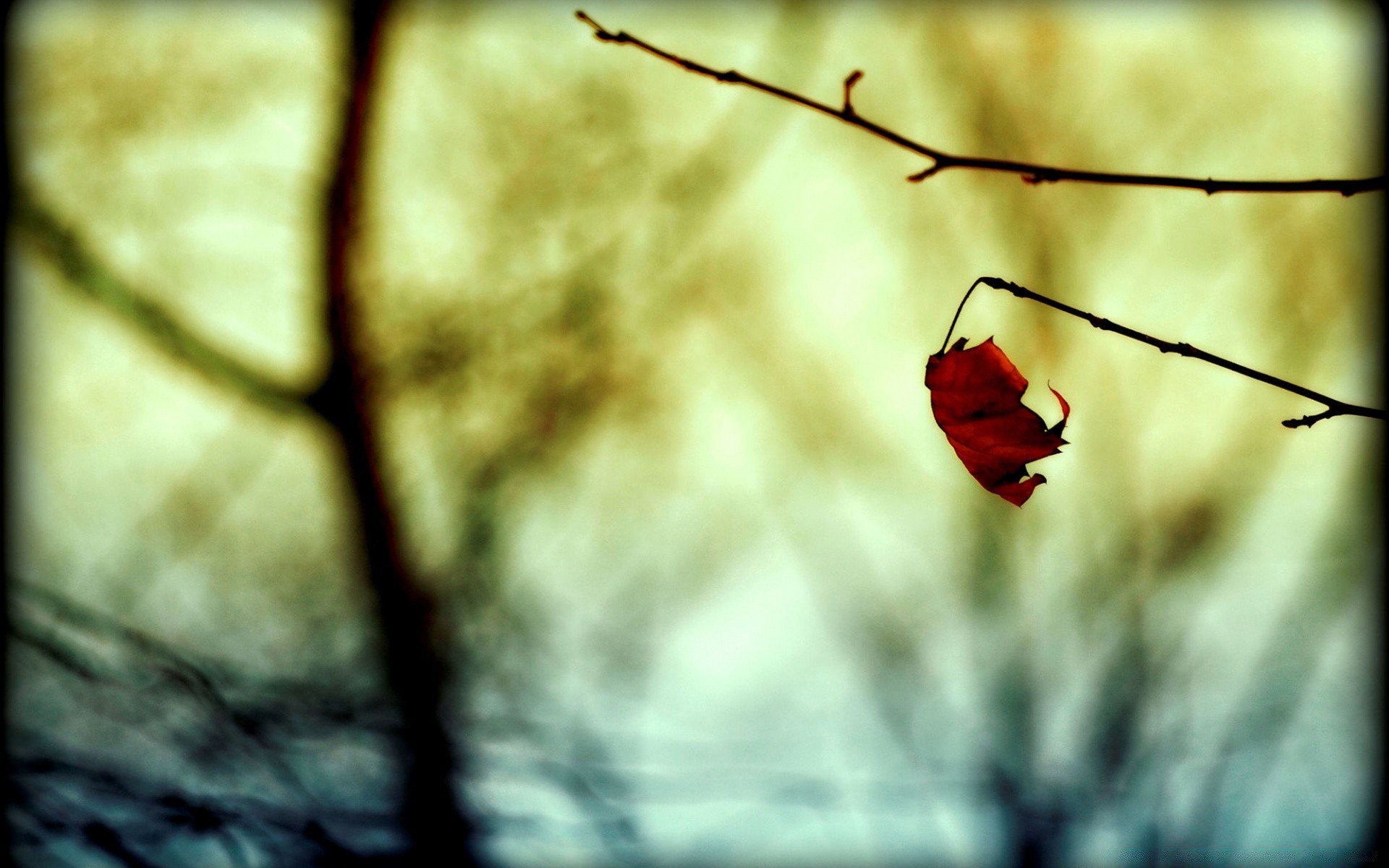 autumn blur nature dof outdoors insect flower abstract summer leaf