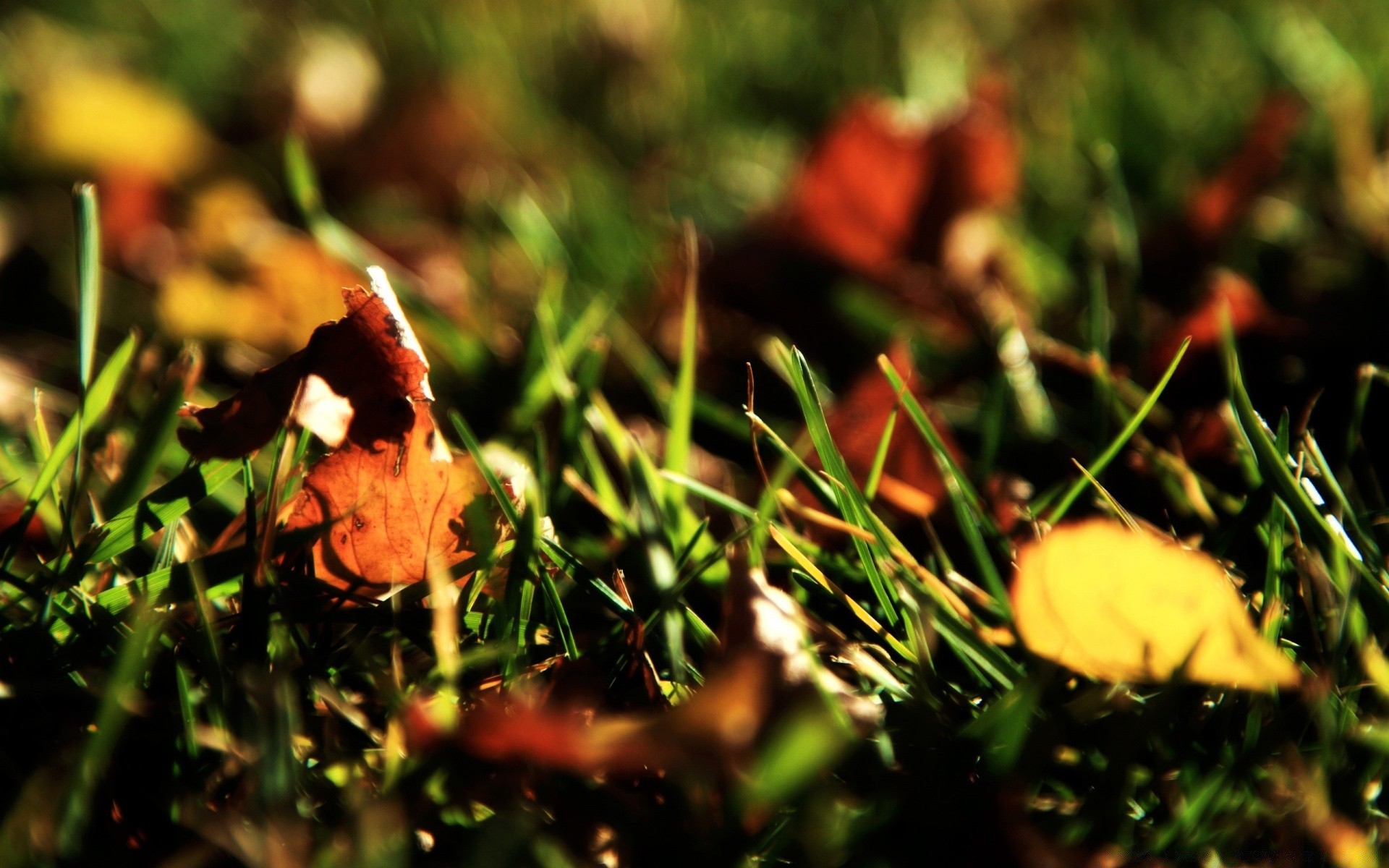 autumn grass nature fall leaf outdoors season flower color flora wood garden food close-up mushroom tree summer field park ground