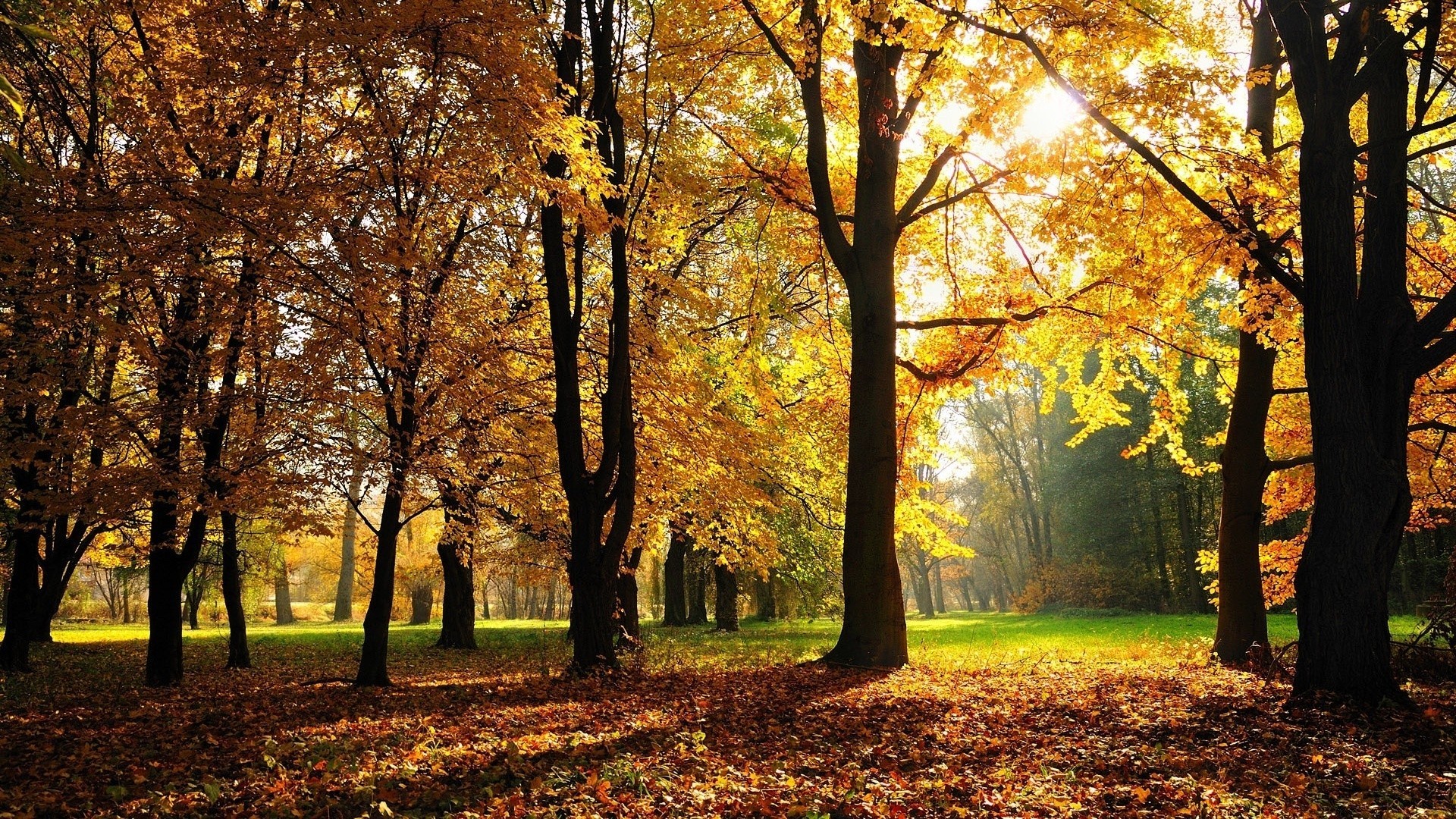 jesień jesień drzewo liść sezon park drewno klon krajobraz przewodnik natura krajobrazy aleja ścieżka malowniczy oddział scena dobra pogoda złoto aleja świt