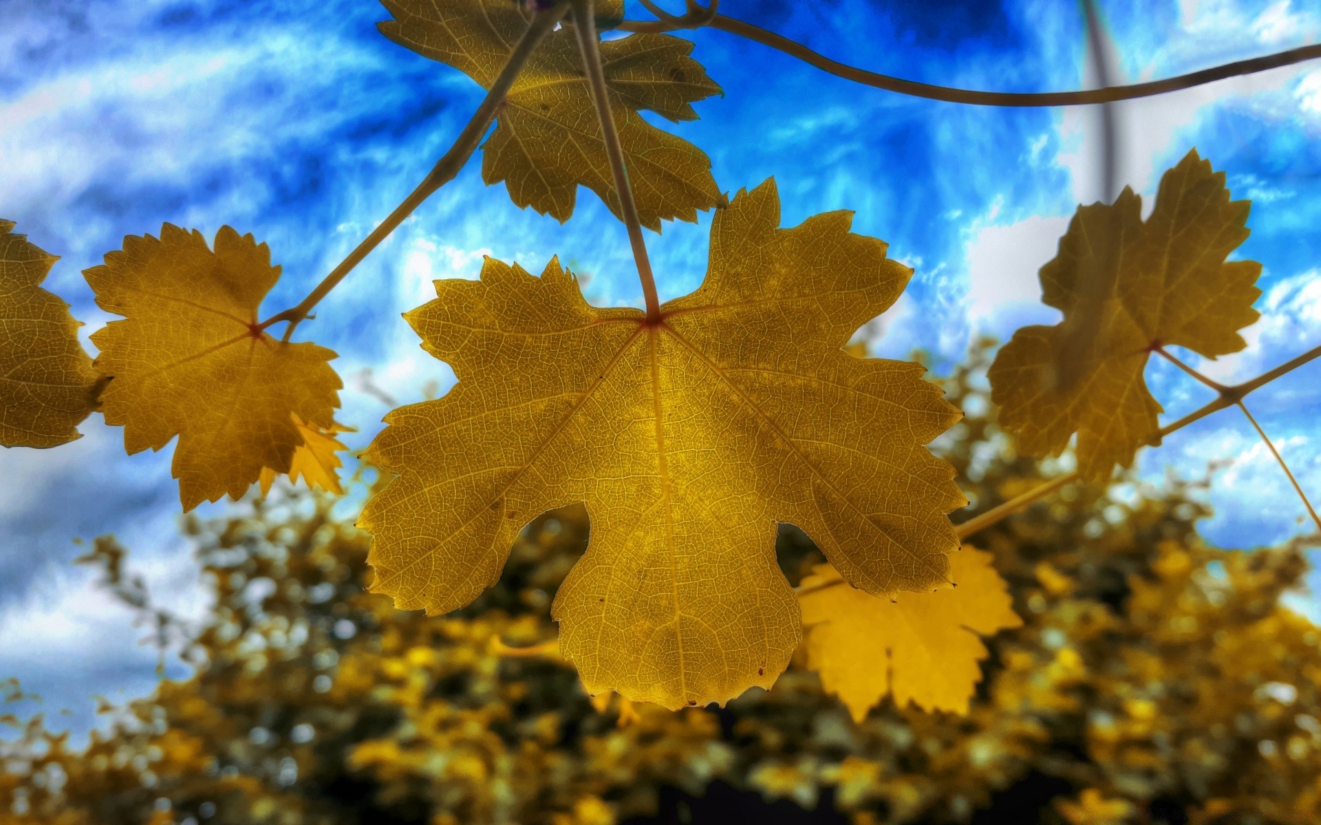 jesień jesień liść klon natura sezon drzewo jasna flora kolor drewna zmiana na zewnątrz oddział dobra pogoda dąb jasne złoto środowisko pulpitu