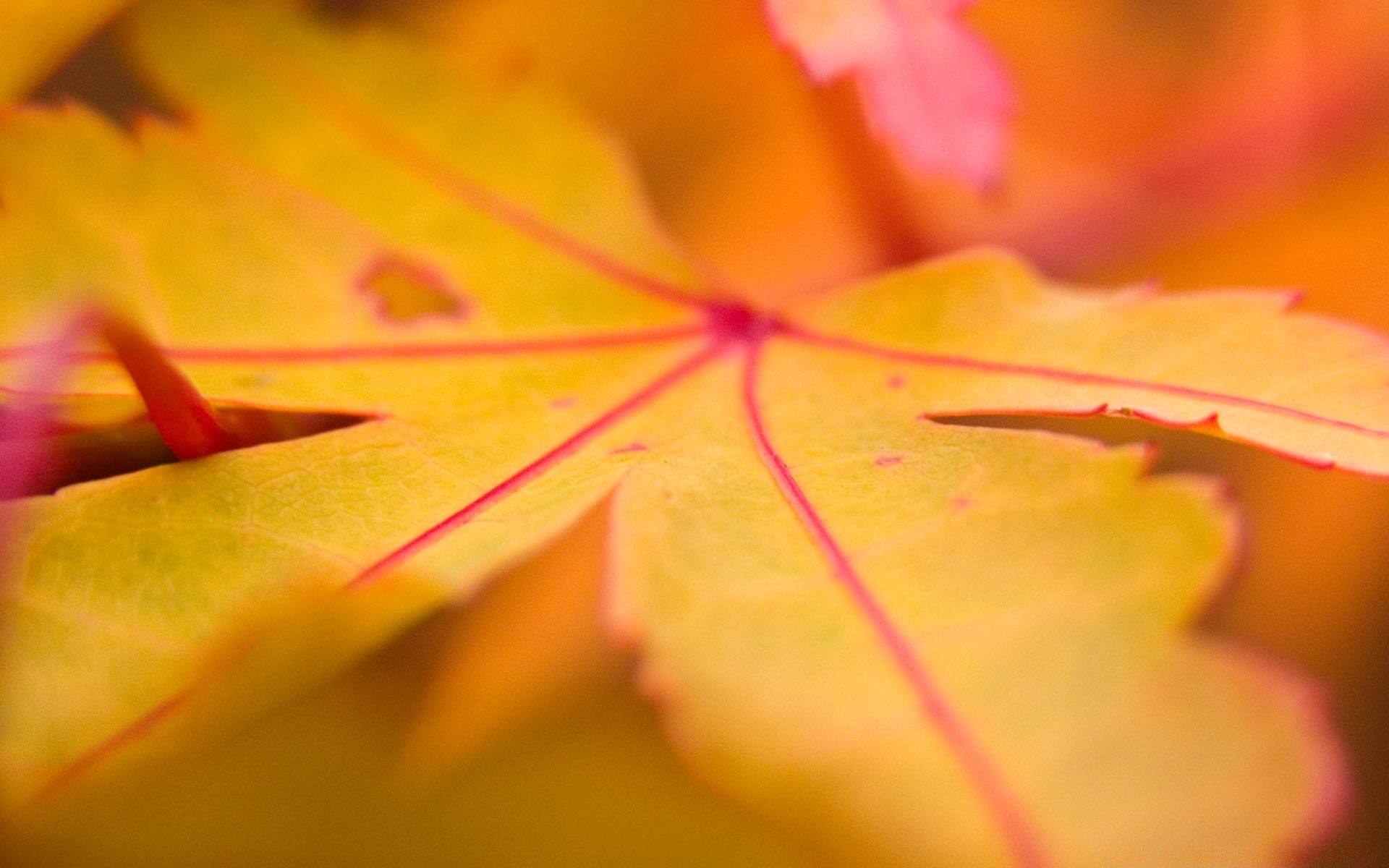 automne feuille automne flou flore nature couleur lumineux fleur à l extérieur lumière croissance