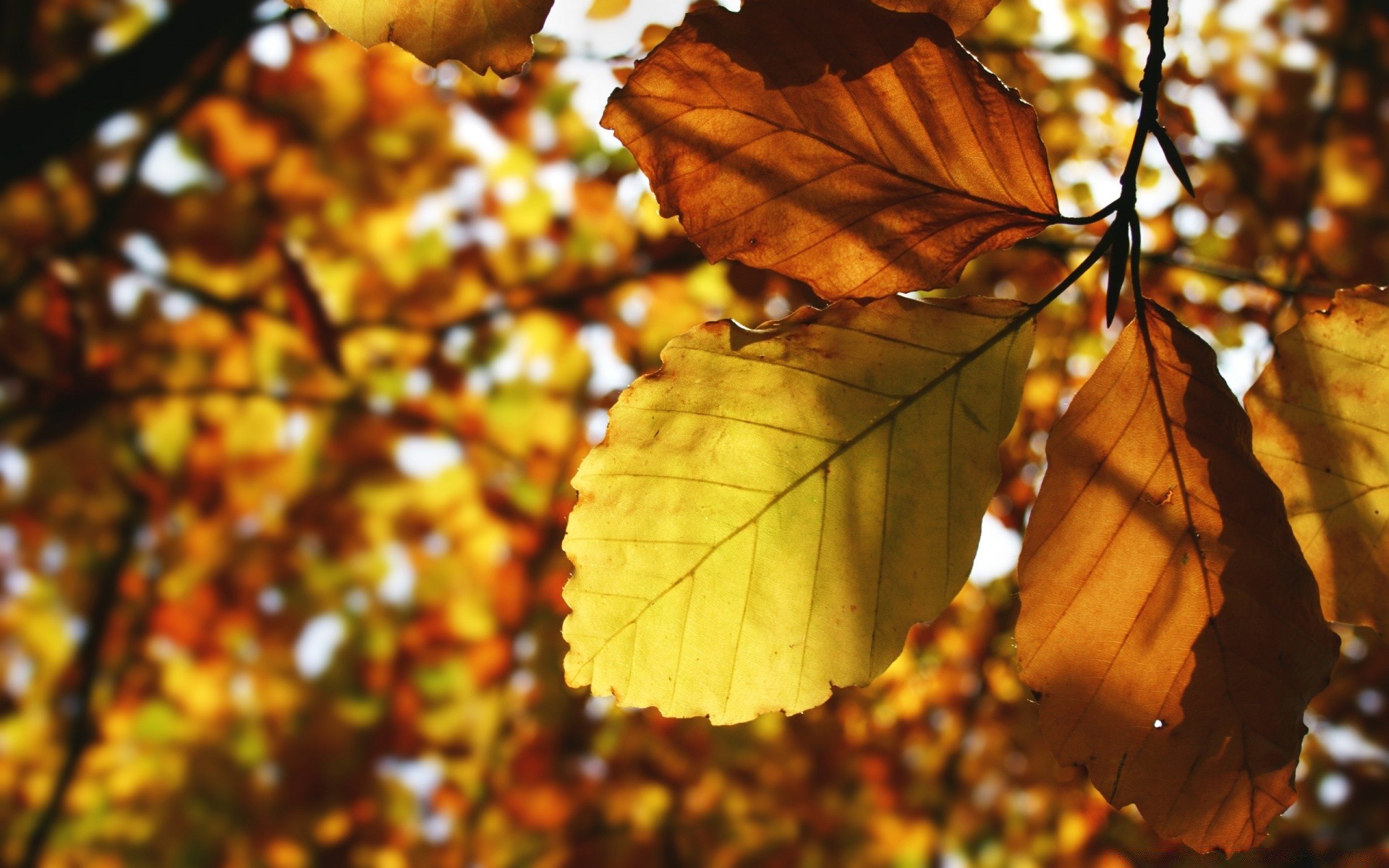 autumn leaf fall tree nature season maple outdoors flora branch bright wood change fair weather color park growth lush light environment