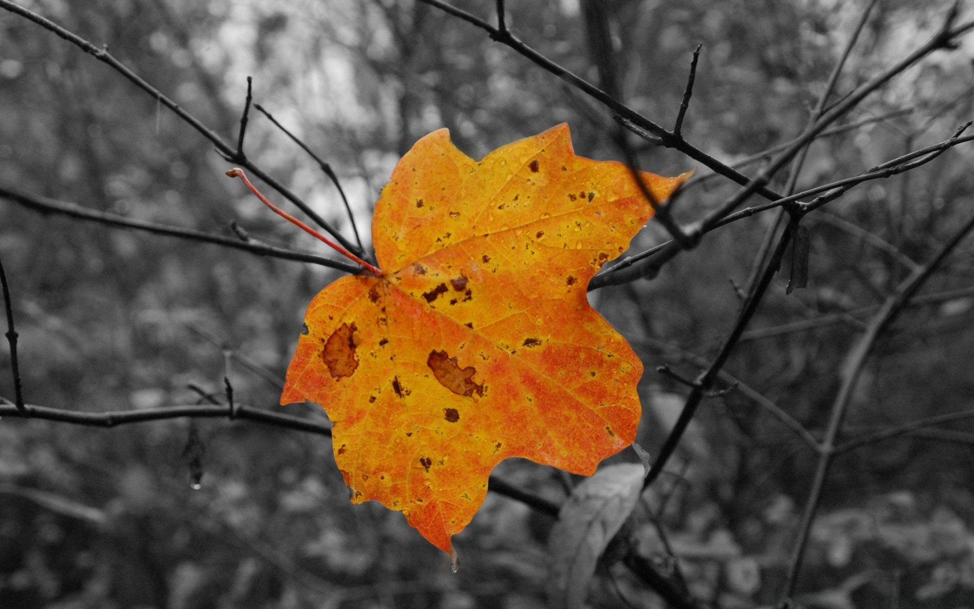 autunno autunno foglia di albero di acero natura stagione di legno di colore all aperto flora vivid parco oro ramo cambiare desktop