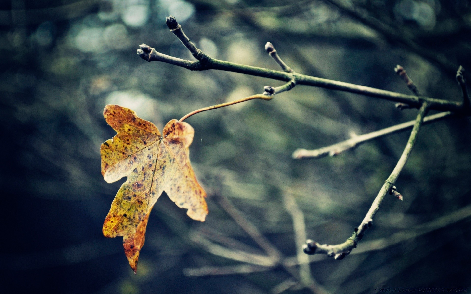 autumn leaf nature fall branch tree outdoors flora color