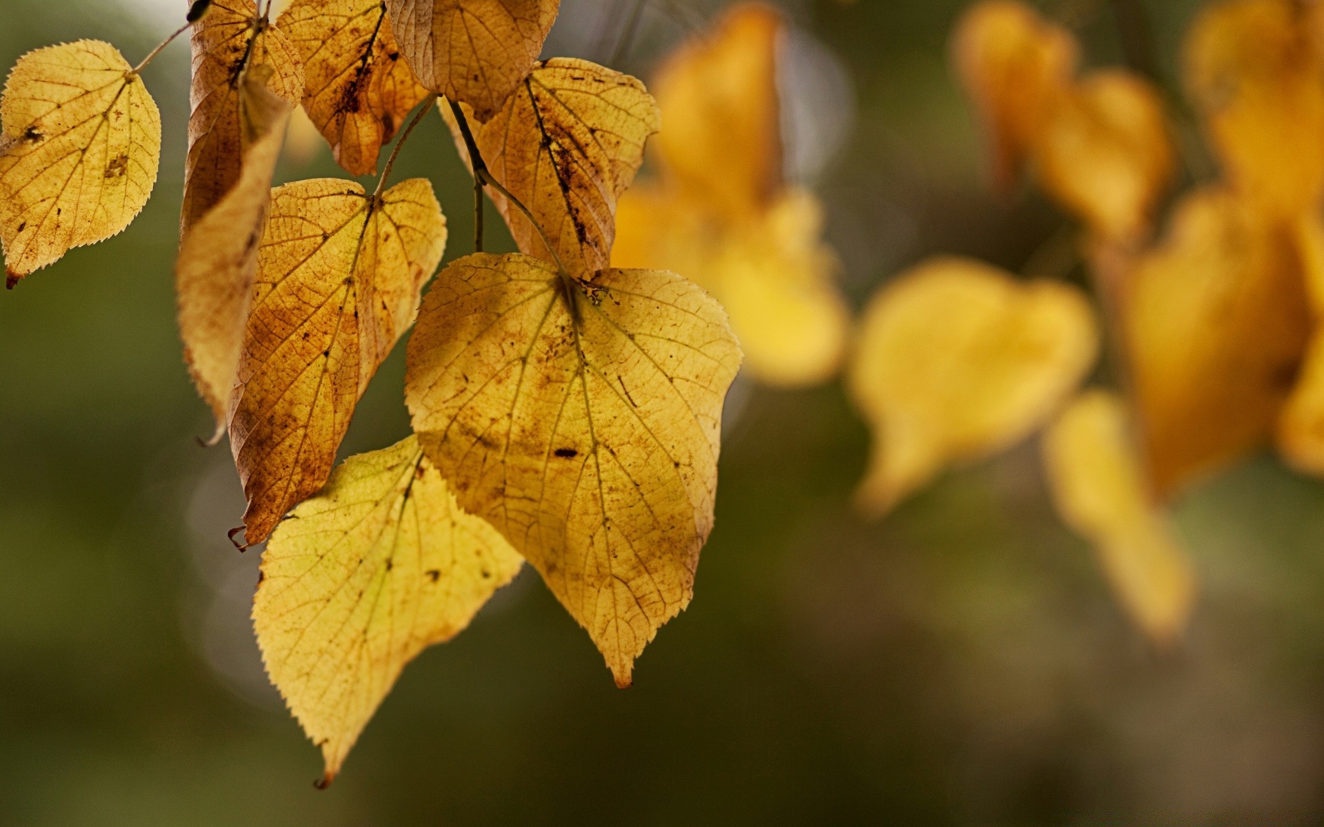 otoño otoño hoja naturaleza flora árbol temporada al aire libre arce madera rama color brillante crecimiento cerca seco parque luz oro buen tiempo